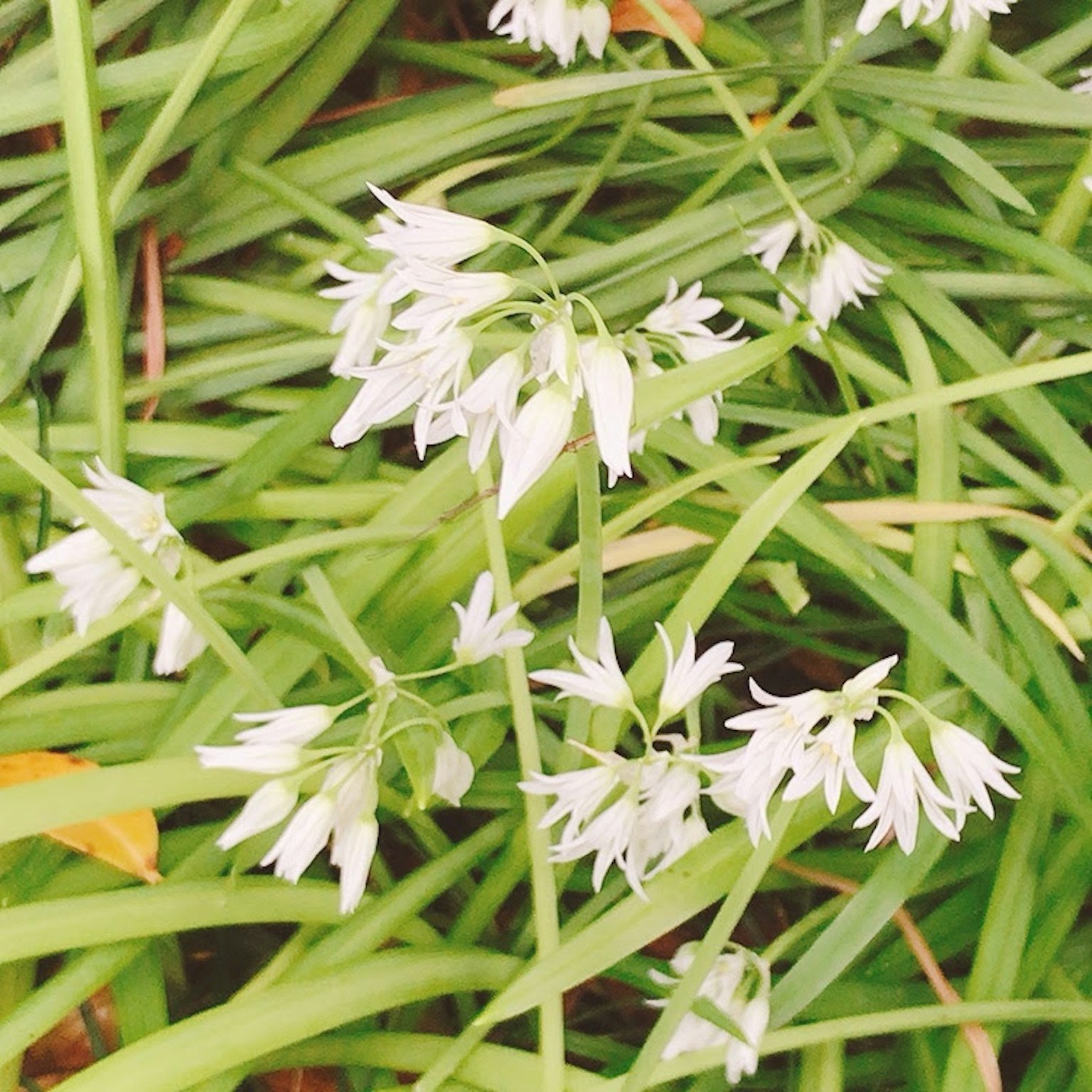 Nahaufnahme von weißen Blüten und grünen Blättern einer Pflanze
