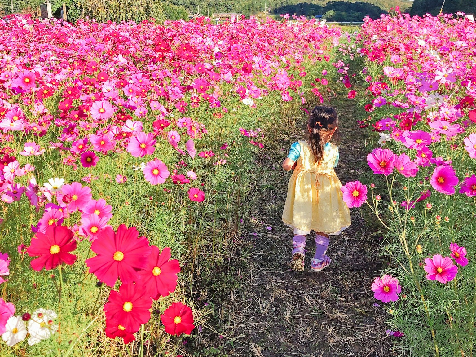 Child walking through a vibrant flower field