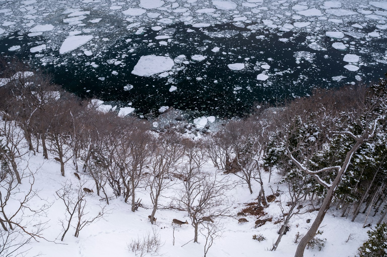 被雪覆蓋的樹木俯瞰著浮冰的海洋