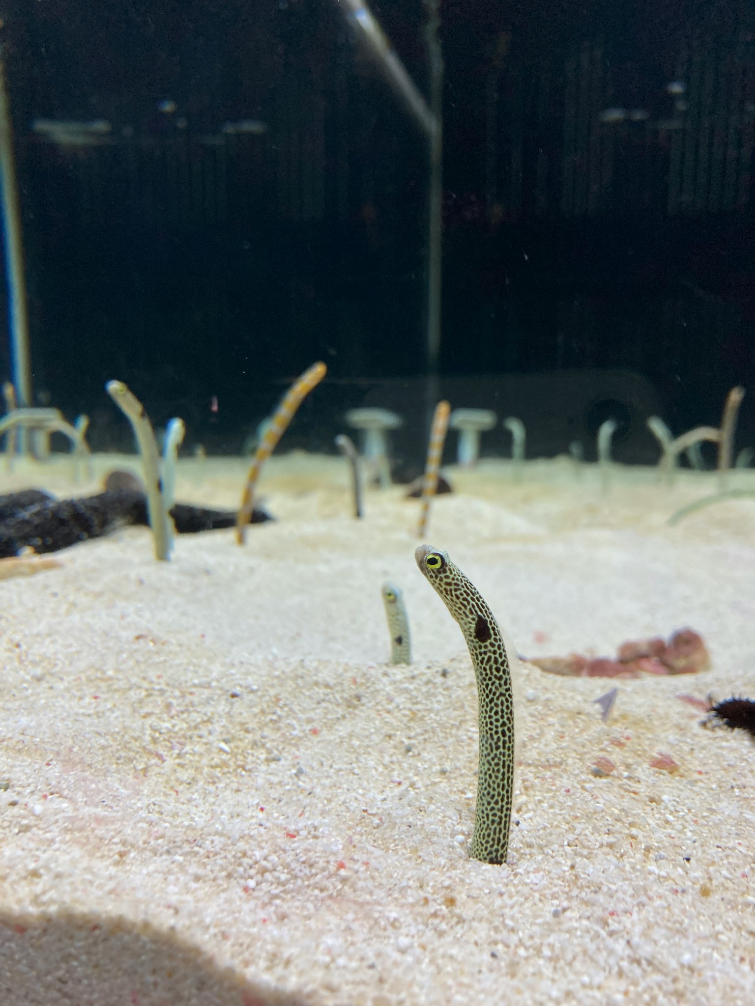水族館沙子中探出的像鰻魚的魚
