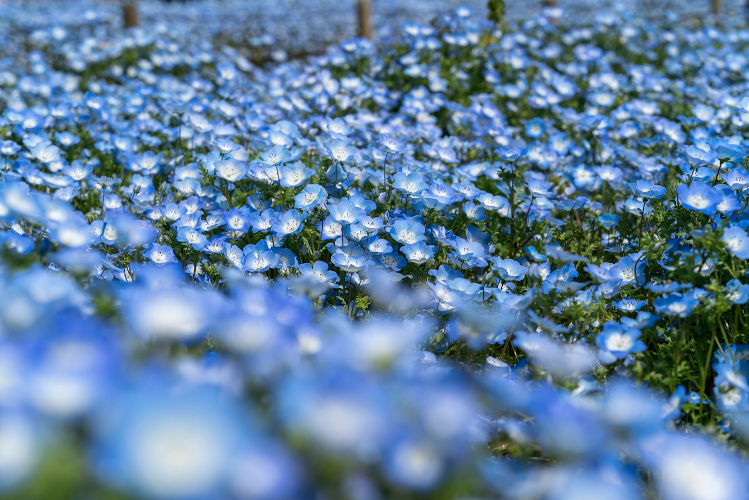 Eine wunderschöne Landschaft mit einem Feld blauer Blumen