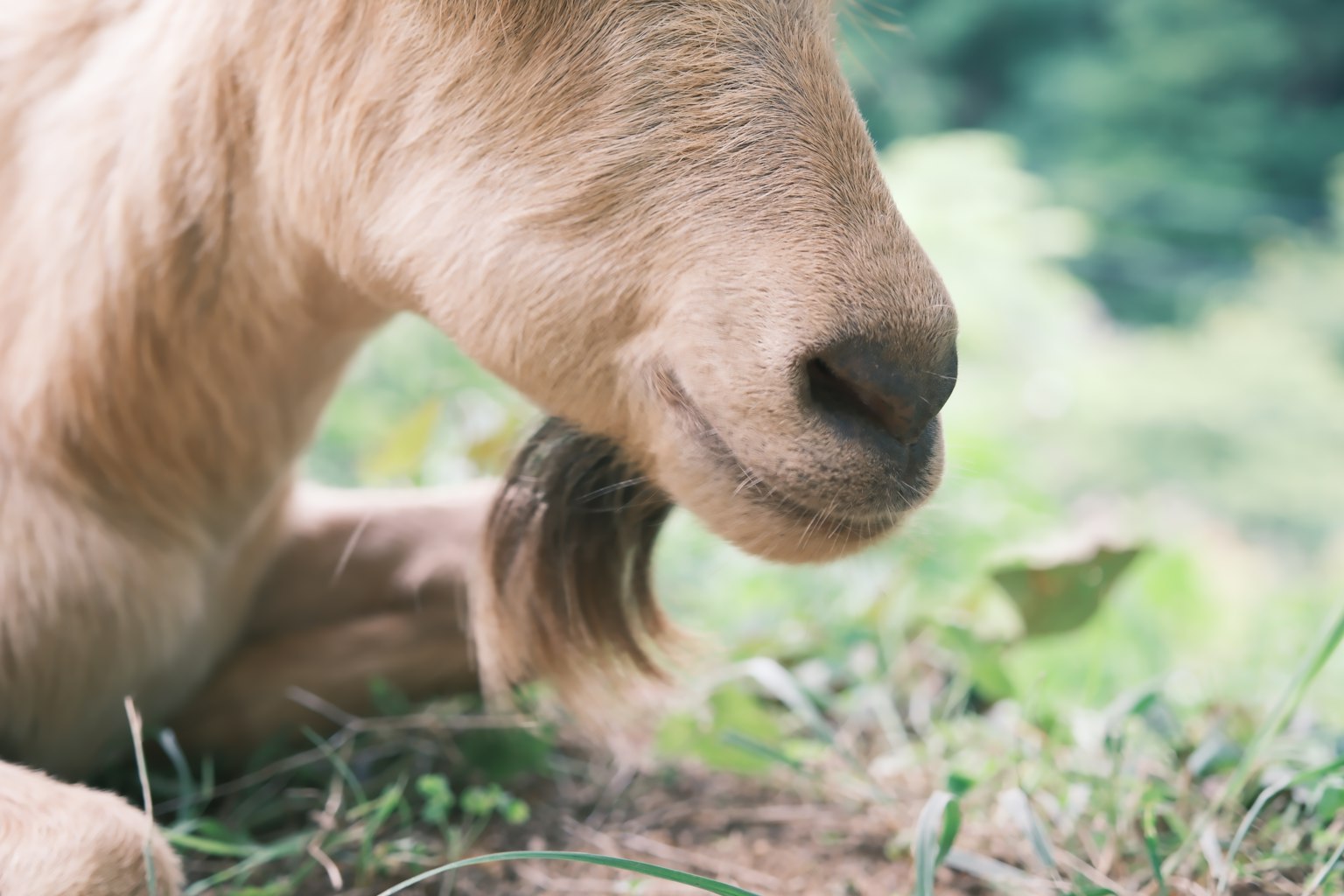 Gros plan sur le visage d'une chèvre dorée reposant sur l'herbe