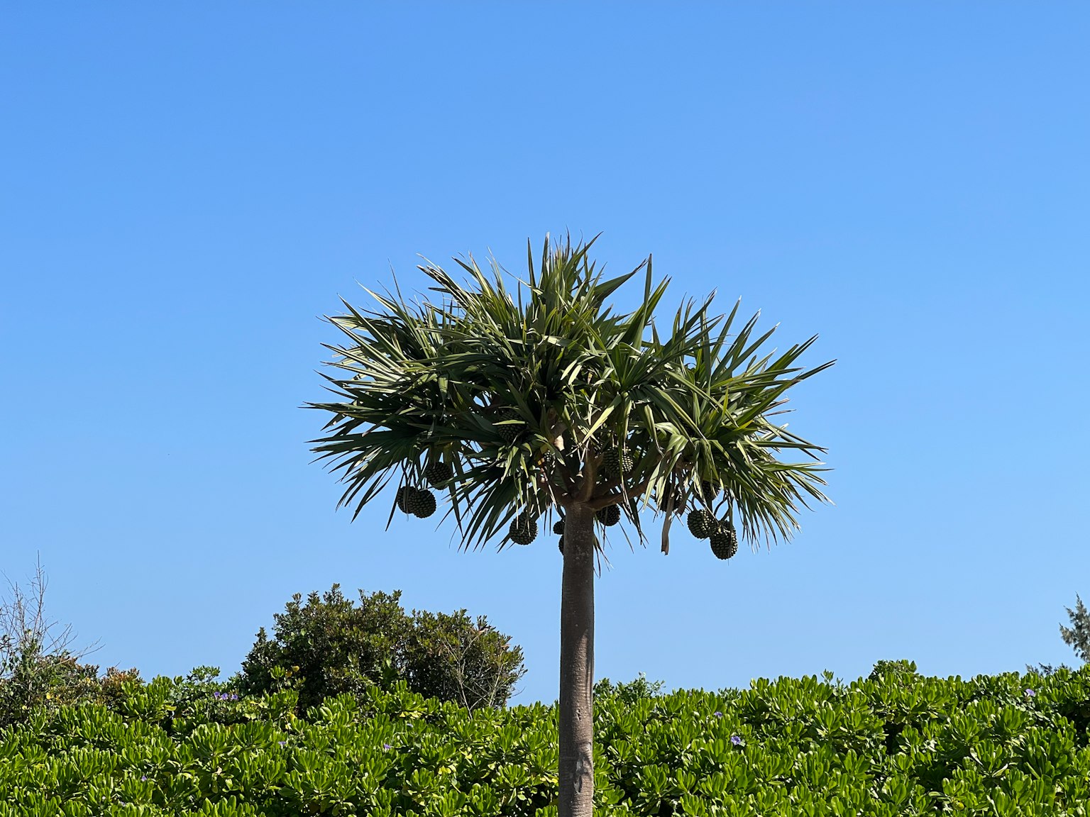 Palm tree under blue sky with surrounding green plants