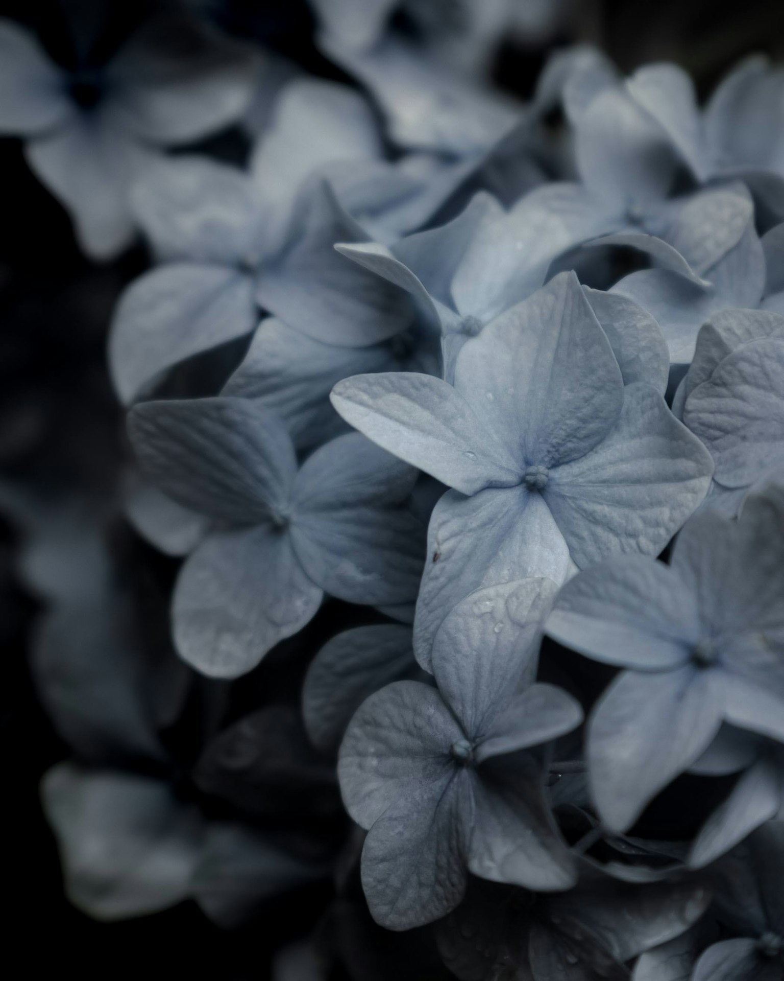 Primer plano de flores azules delicadas con detalles intrincados