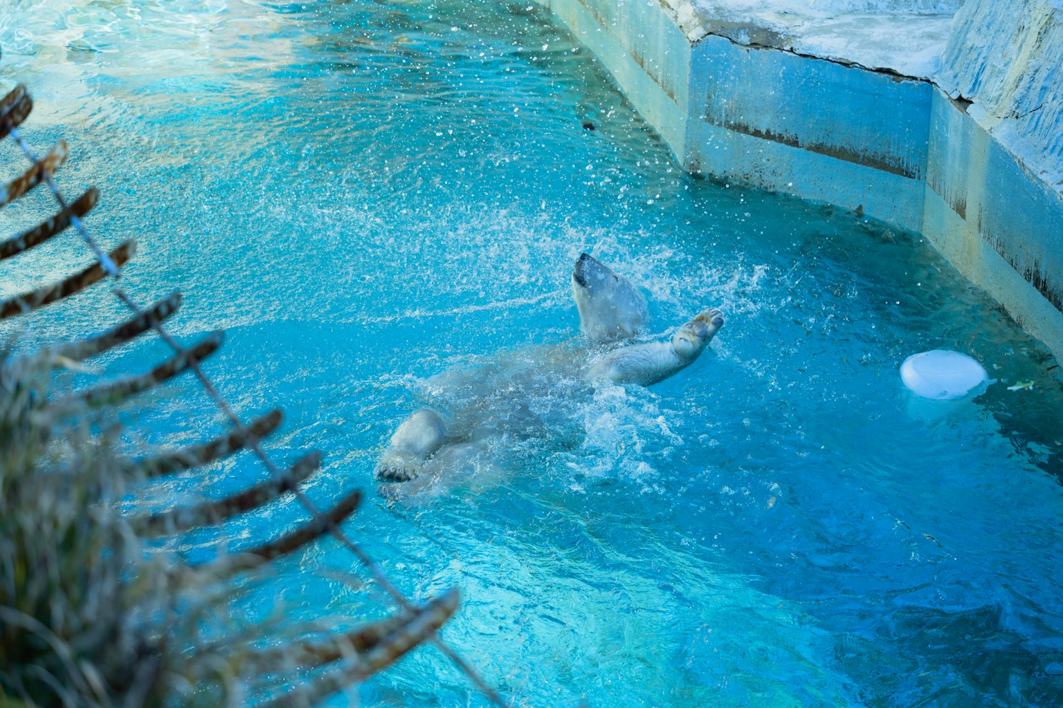 Foca che nuota in acqua blu chiara con schizzi