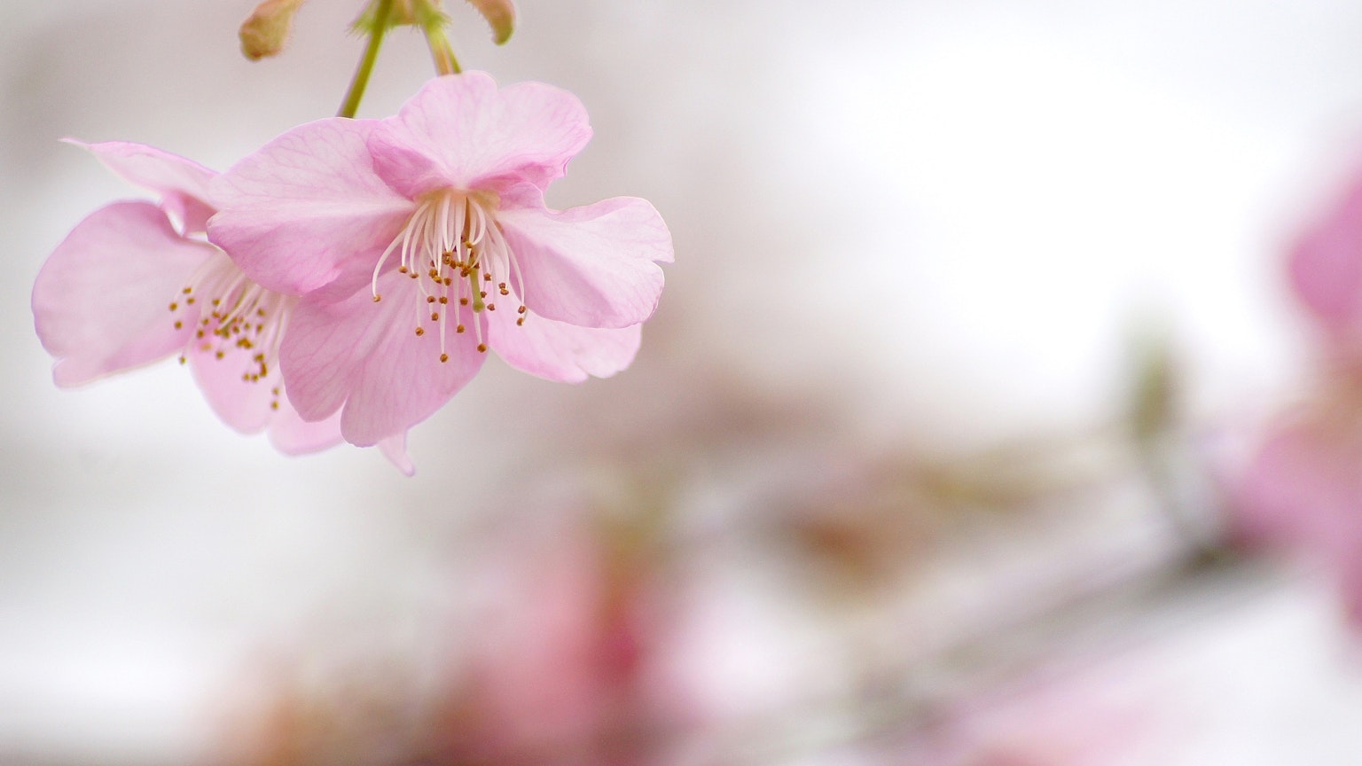 Close-up of soft pink cherry blossom flowers on a branch