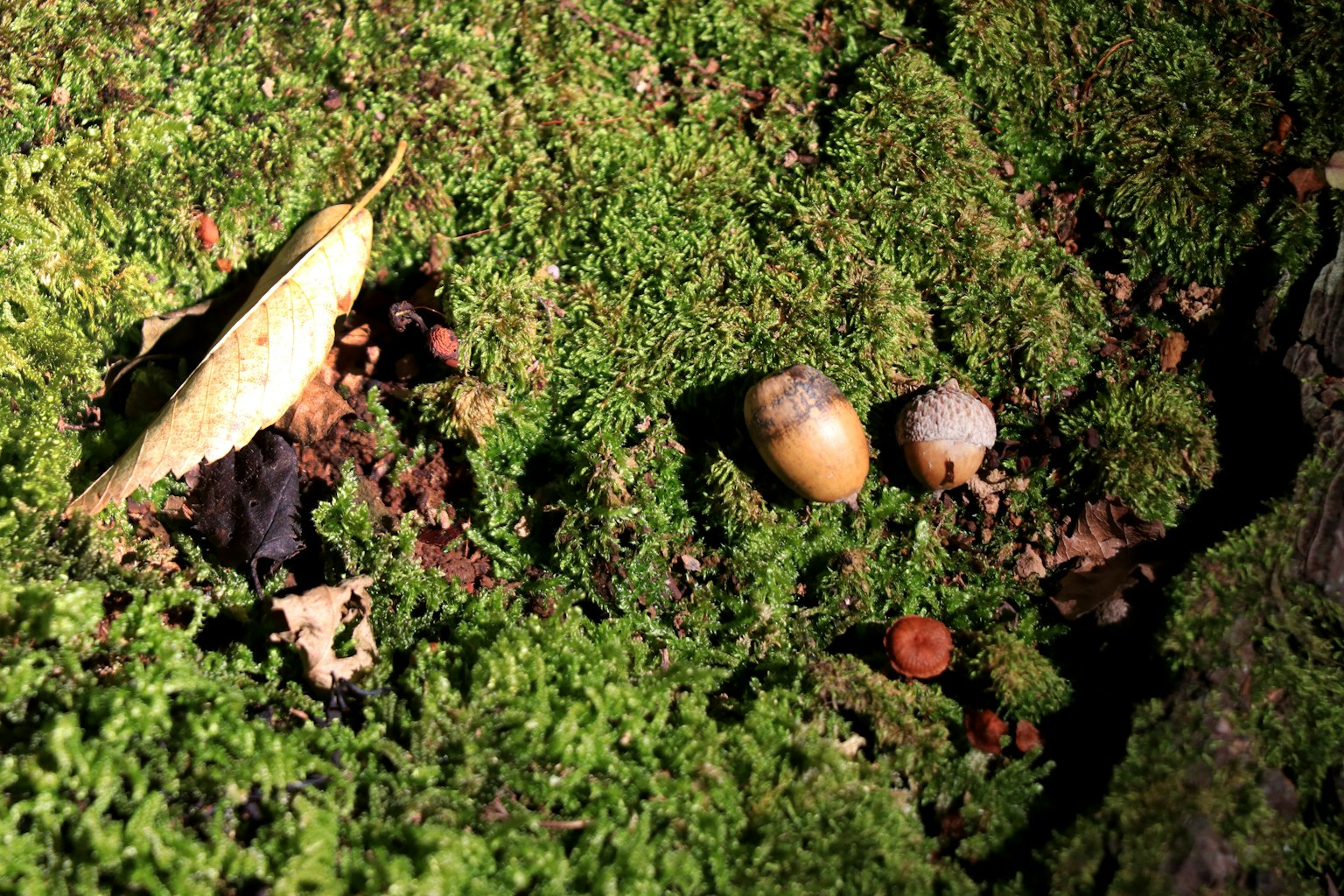 綠色苔蘚上的橡子和葉子