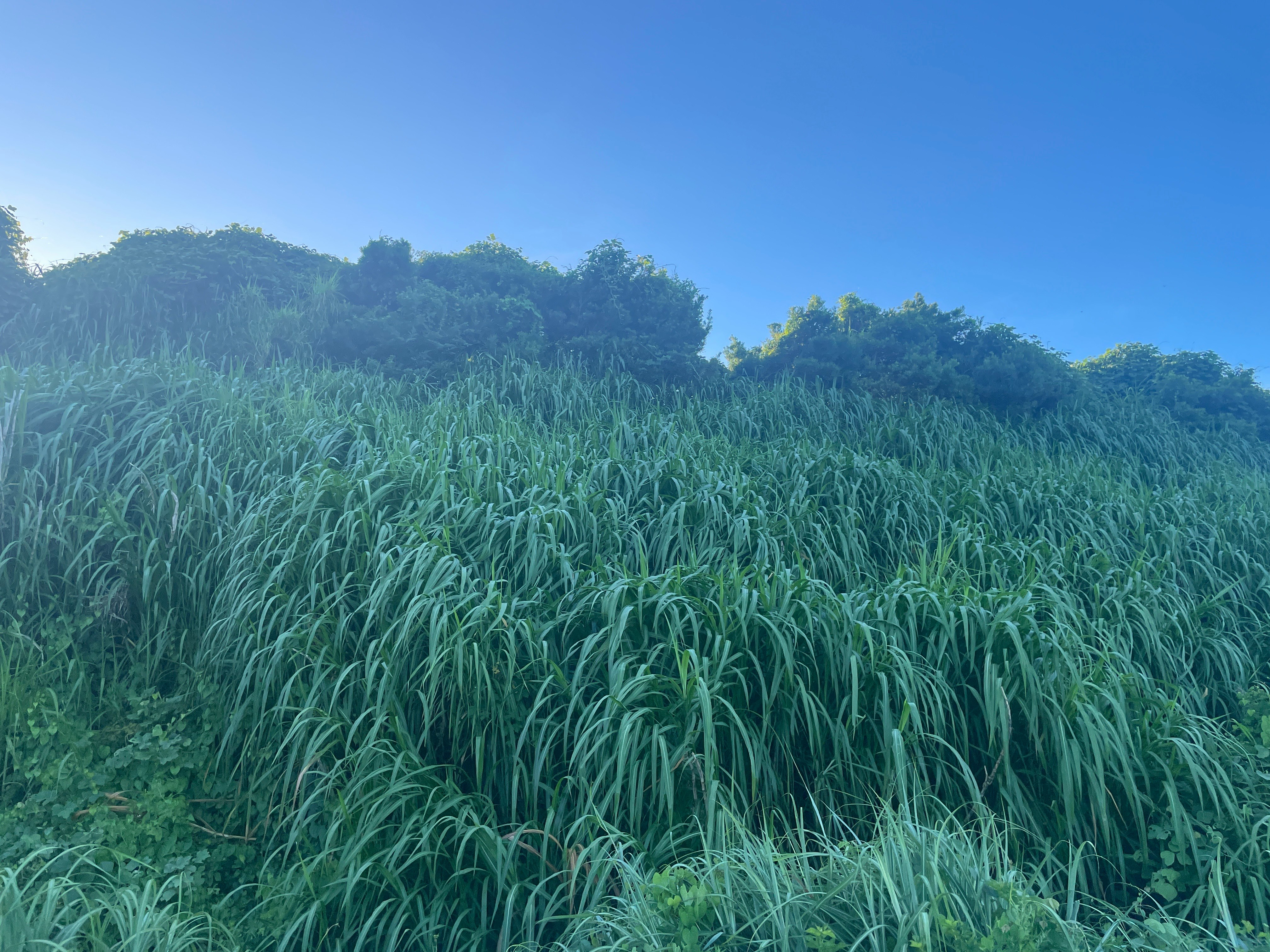 green rice field stretching under a blue sky with a distant mountain ridge