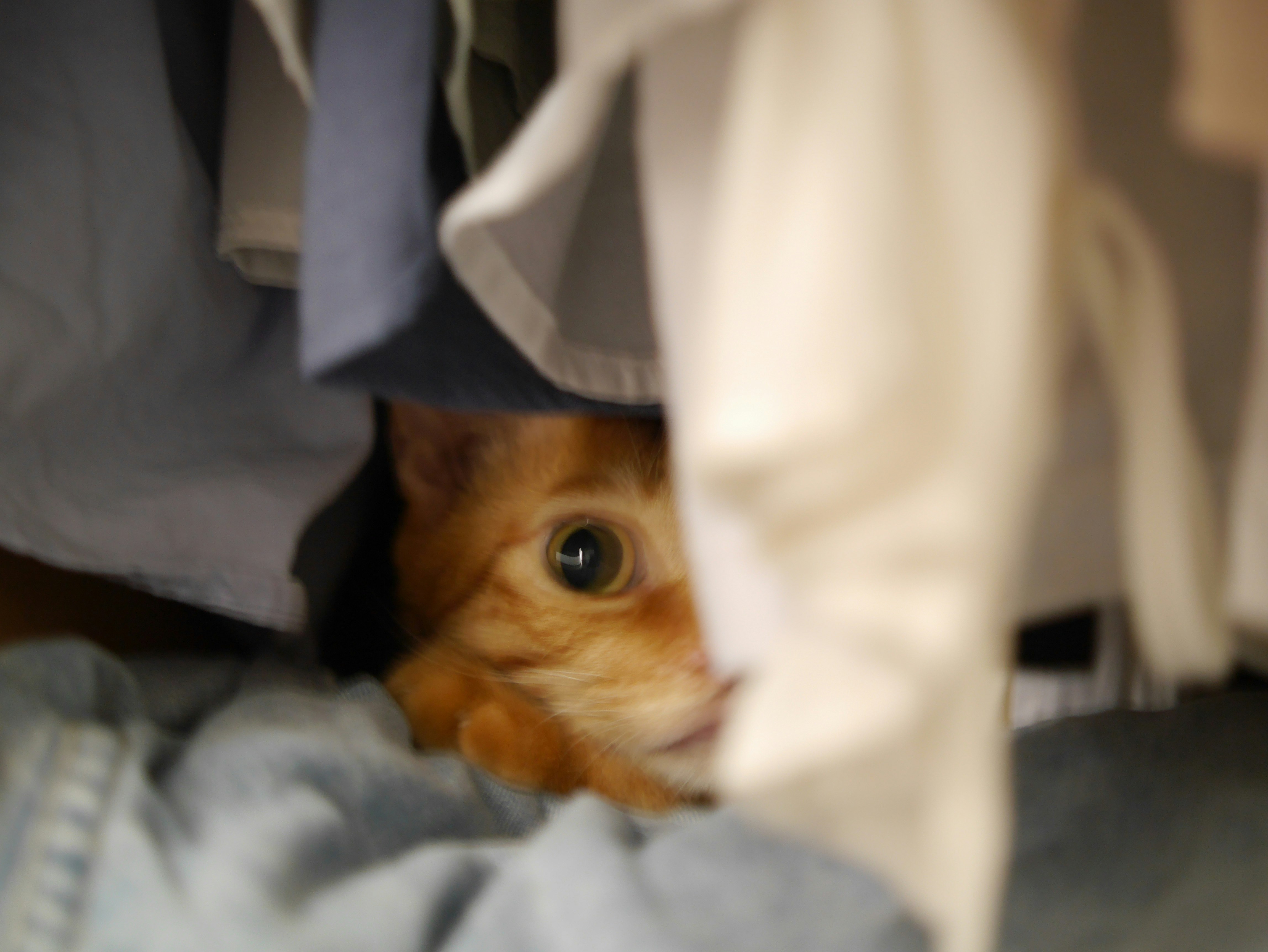 クローゼットの中で隠れているオレンジ色の猫の目が見える