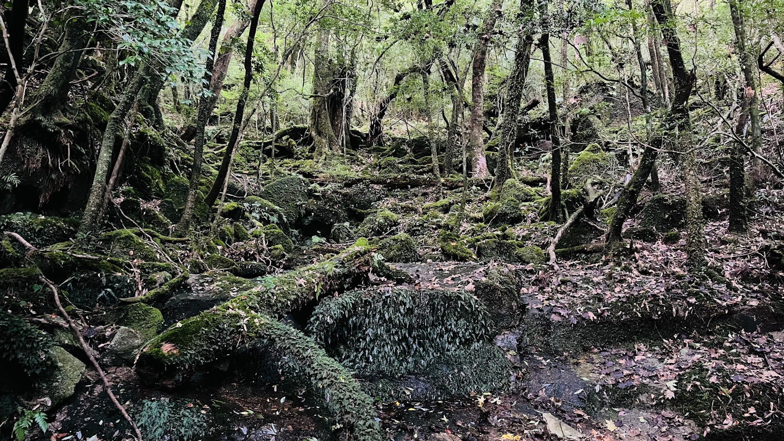 Lush forest with moss-covered rocks and fallen trees