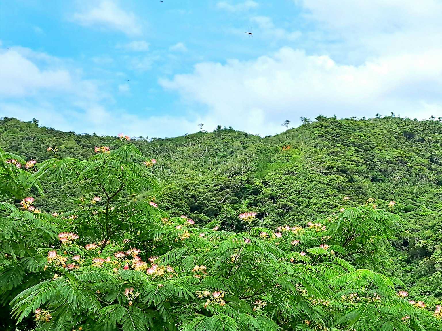 Colline verdeggianti sotto un cielo blu con alberi fioriti