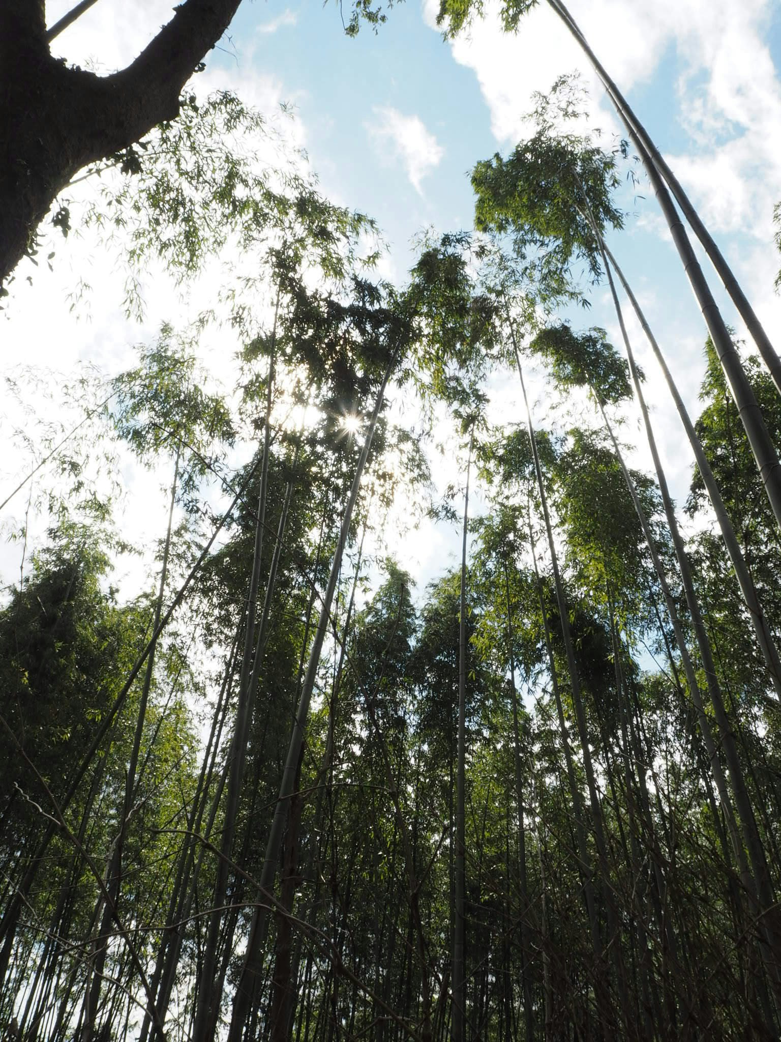 藍天下高聳的竹林風景