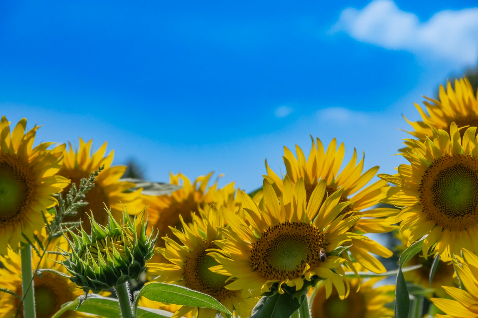 Heller Sonnenblumenfeld unter einem blauen Himmel