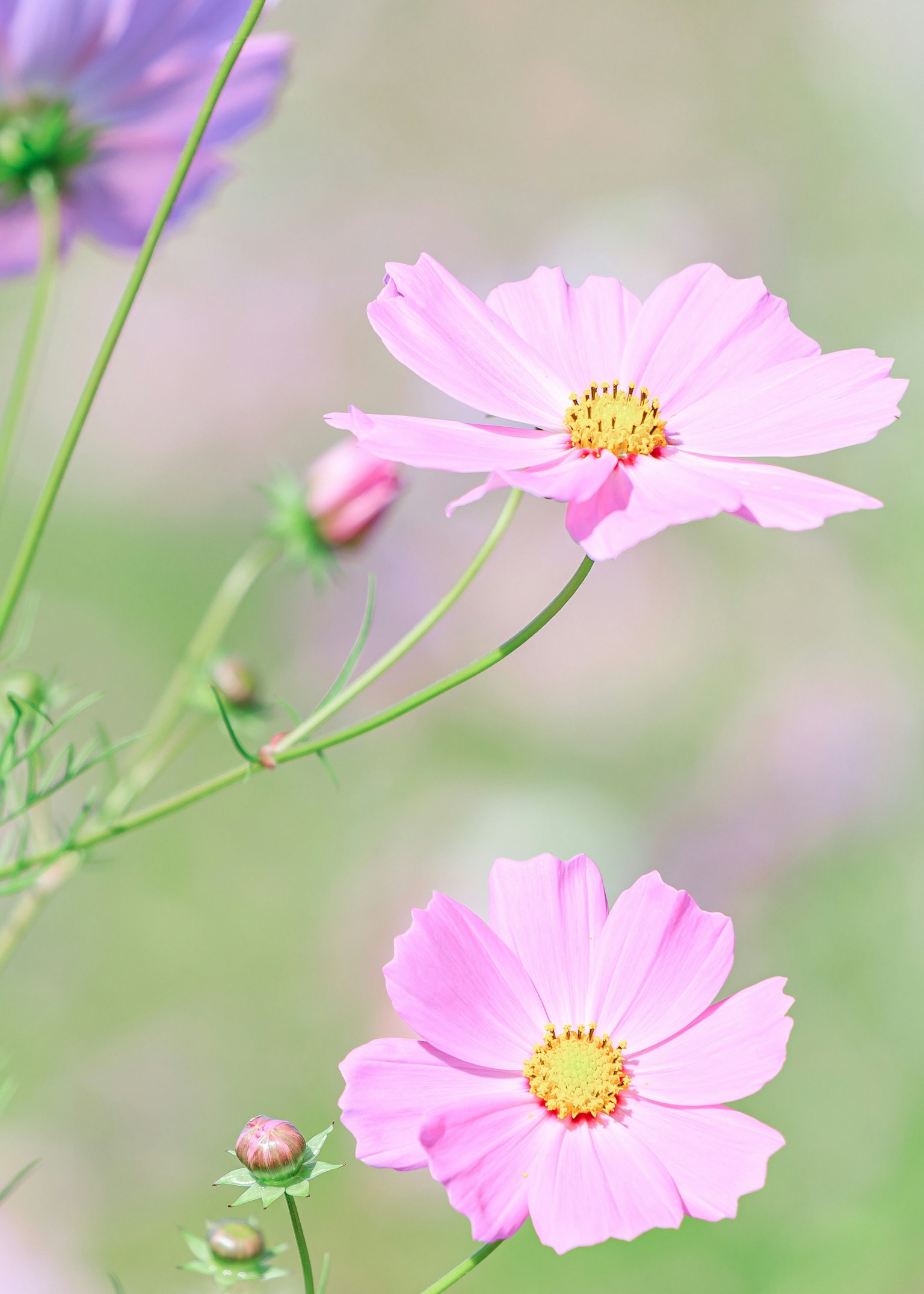 Pemandangan indah dengan bunga pink lembut mekar