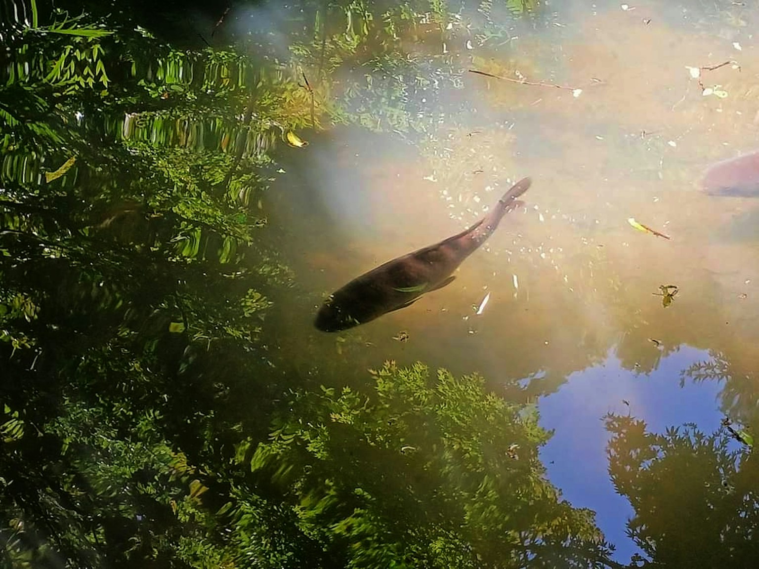 Pesce che nuota in uno stagno riflettente circondato da vegetazione lussureggiante