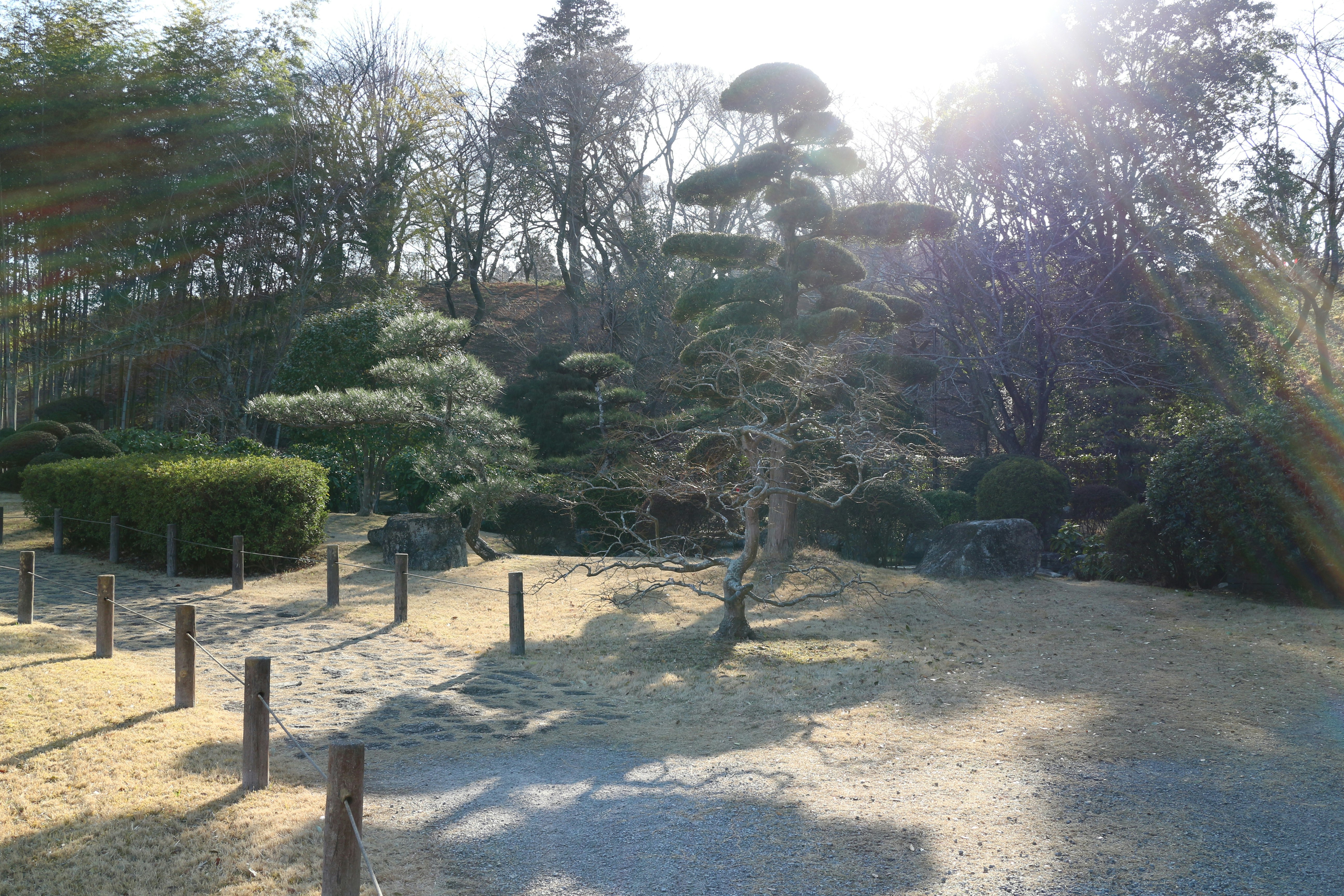 日差しの差す庭園の砂利道と植栽