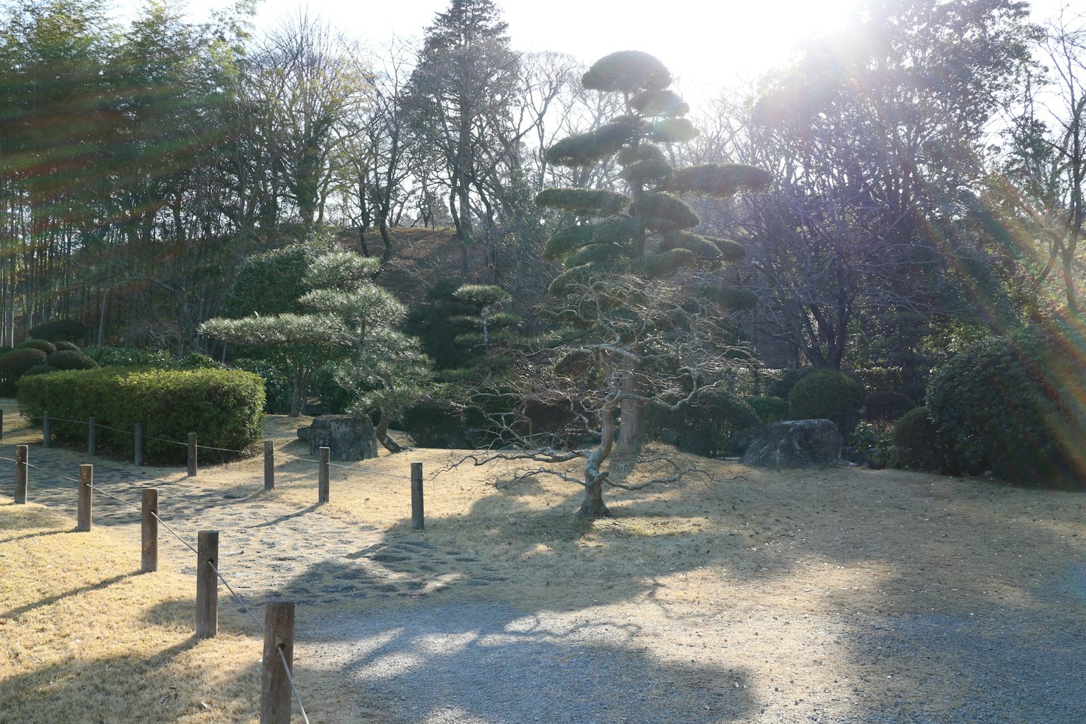 Ruhige japanische Gartenlandschaft mit einem Kiefernbaum und gepflegten Büschen