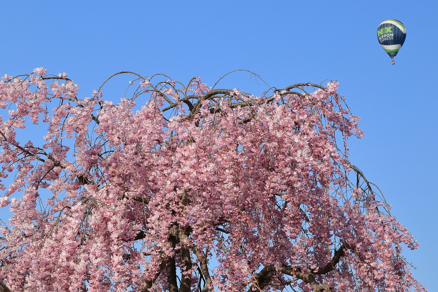 Flores de cerezo en flor bajo un cielo azul con un globo aerostático
