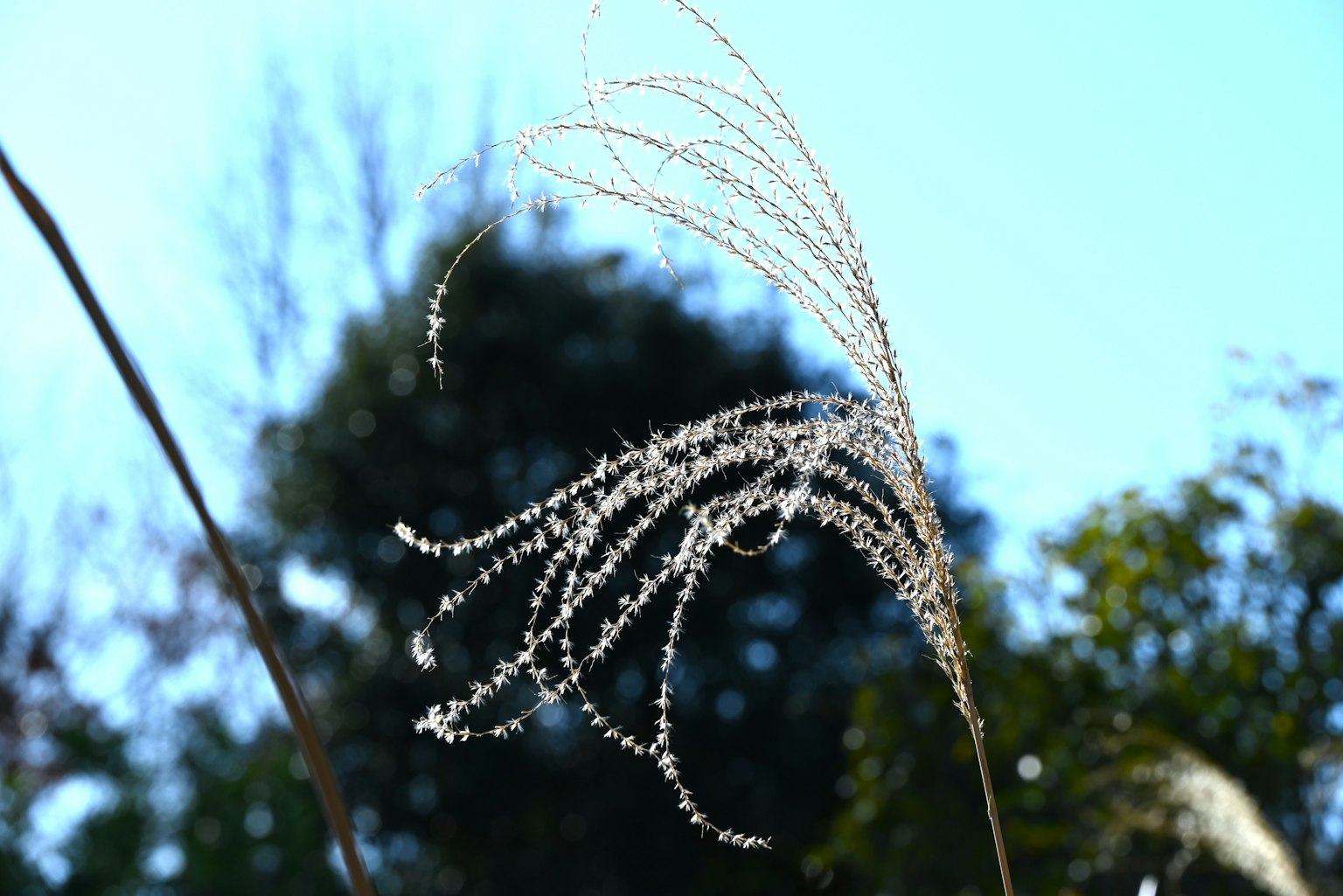 Plume d'herbe blanche se balançant sous un ciel bleu clair