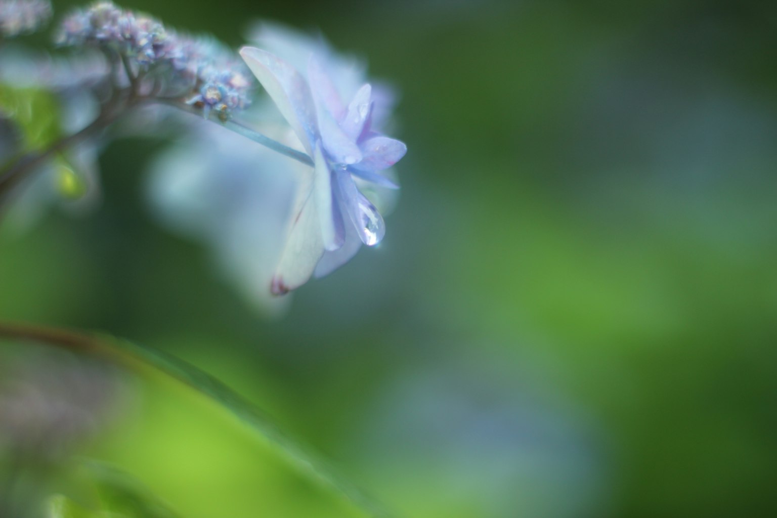 模糊的藍色花朵與綠色背景的圖像