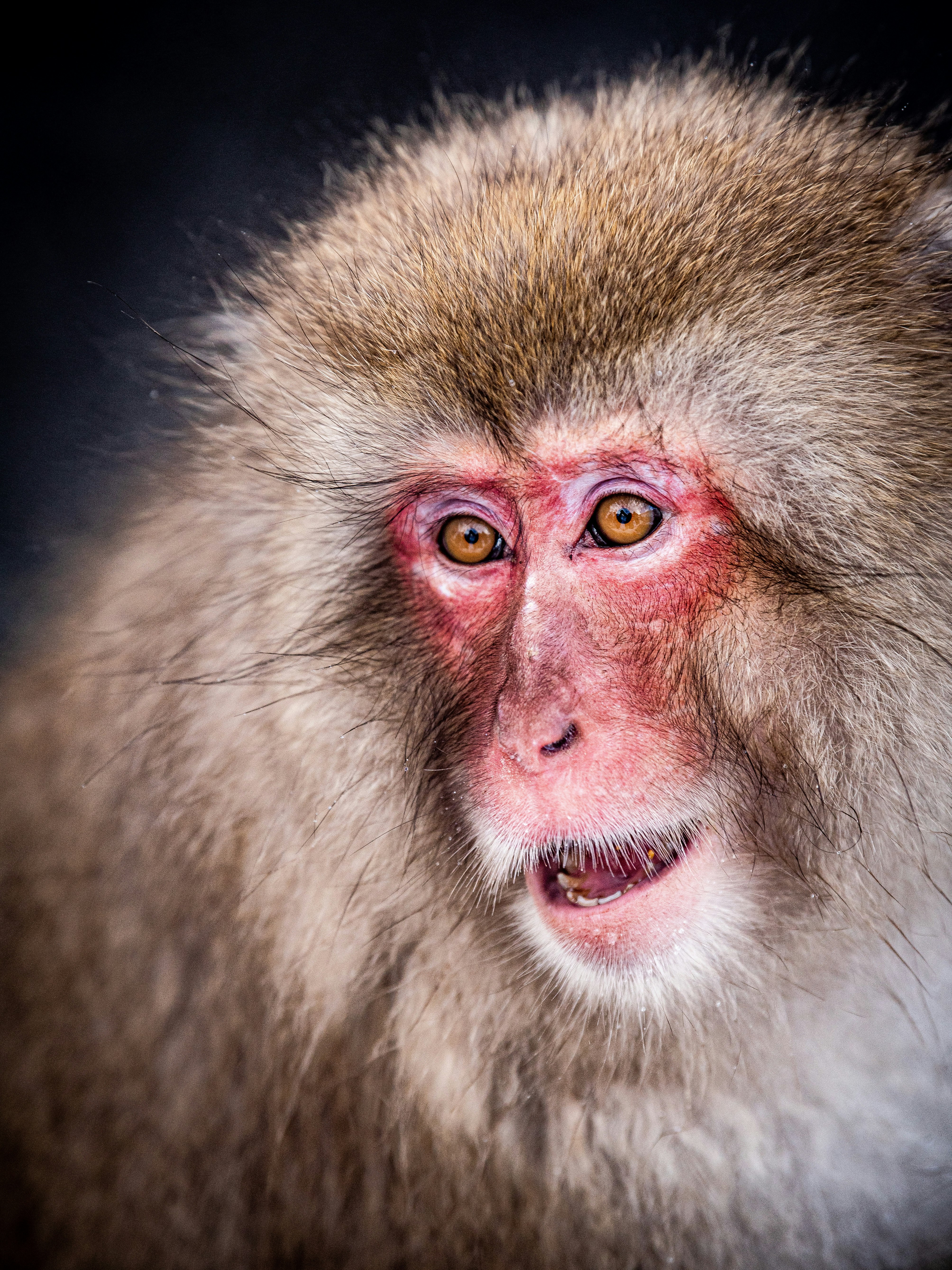 close-up of a Japanese macaque with red face