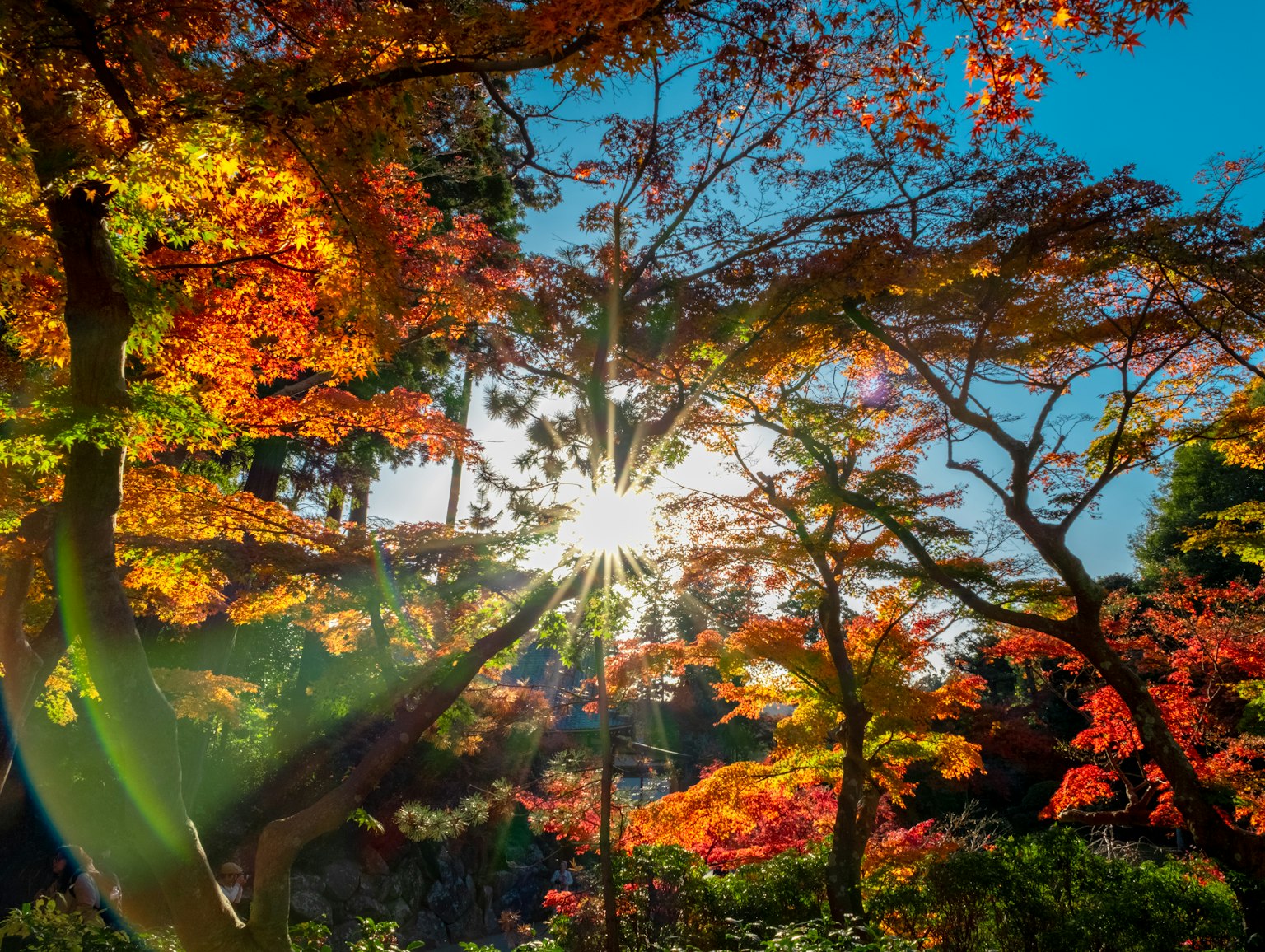 秋の紅葉が美しい公園の風景 太陽の光が木々の間から差し込む