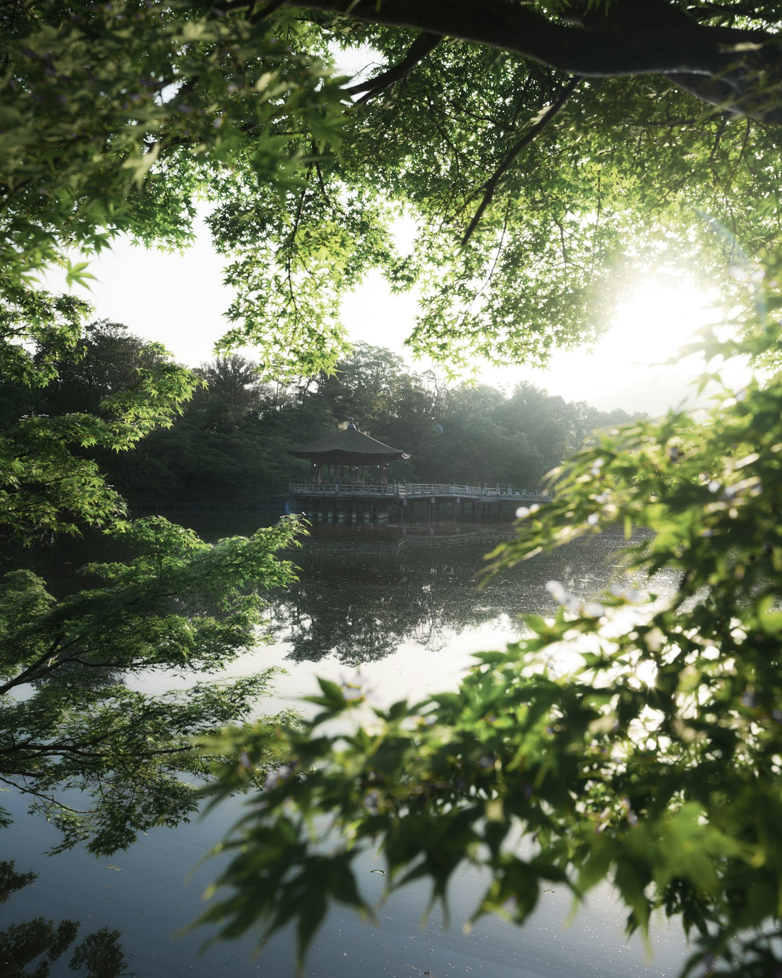 被绿色叶子环绕的宁静湖泊景观，晨光反射，远处可见小建筑
