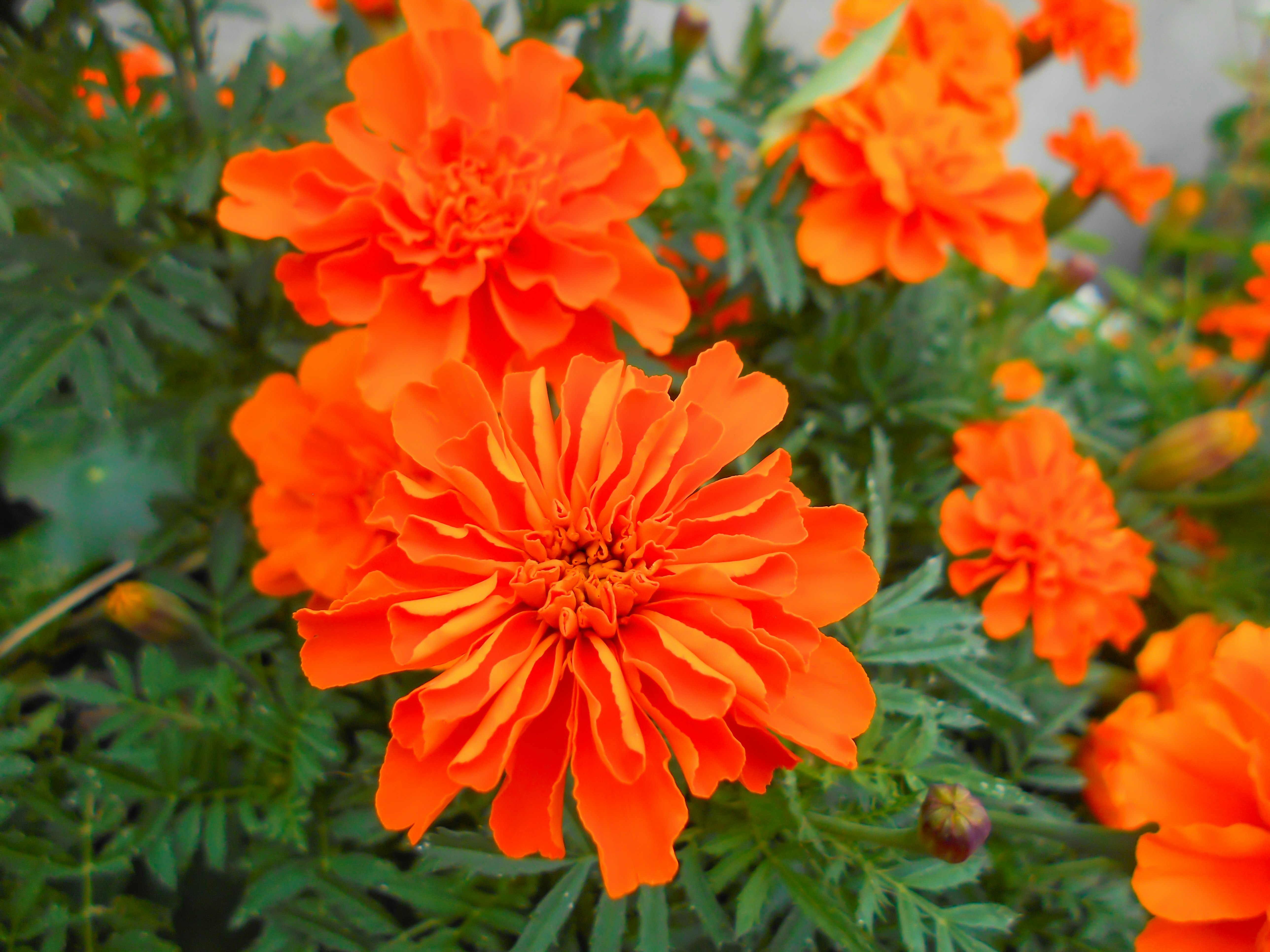 Close-up of orange marigold flowers in bloom