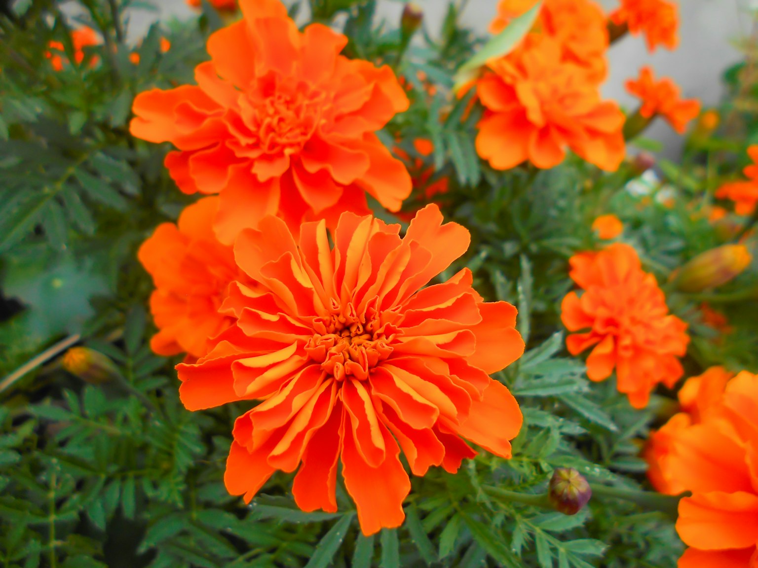 Fleurs de souci orange vif en fleurs
