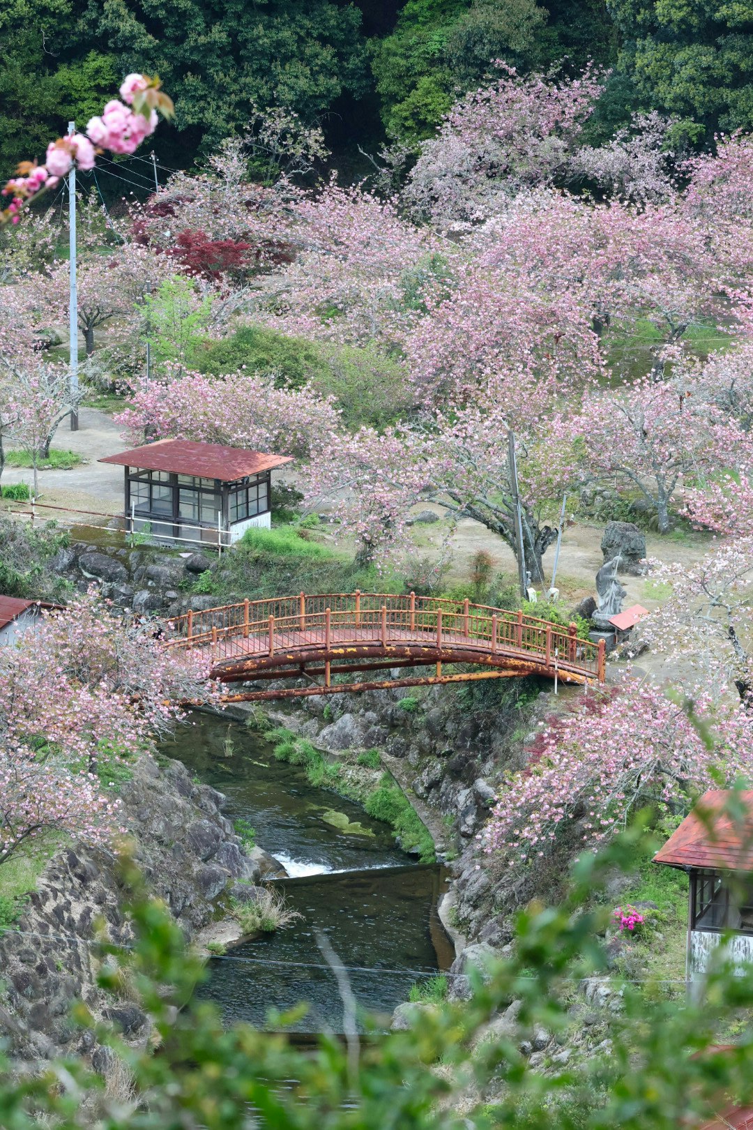 red small bridge over a stream with cherry blossoms