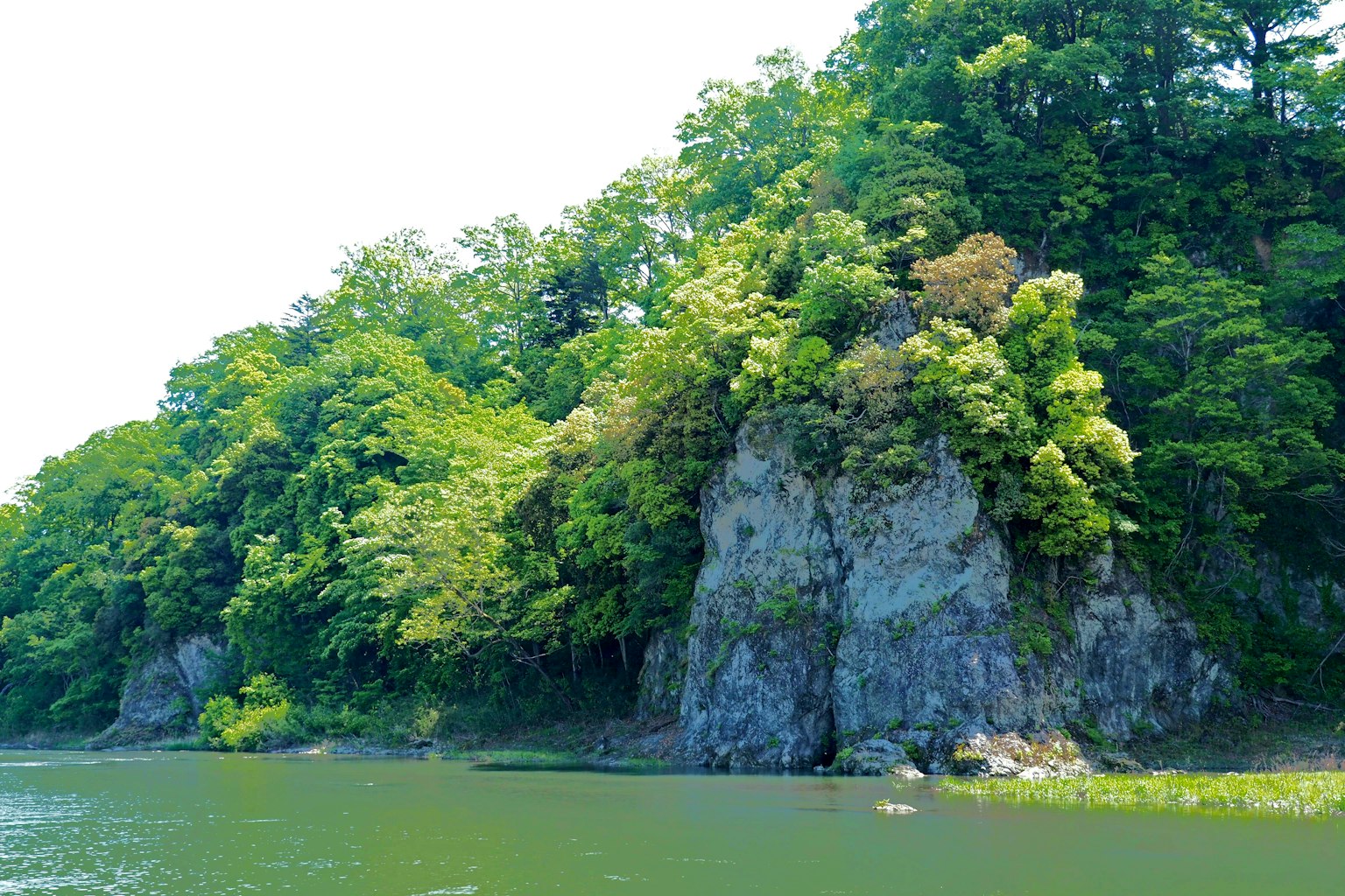 Lush green trees surrounding rocky shore with calm water surface