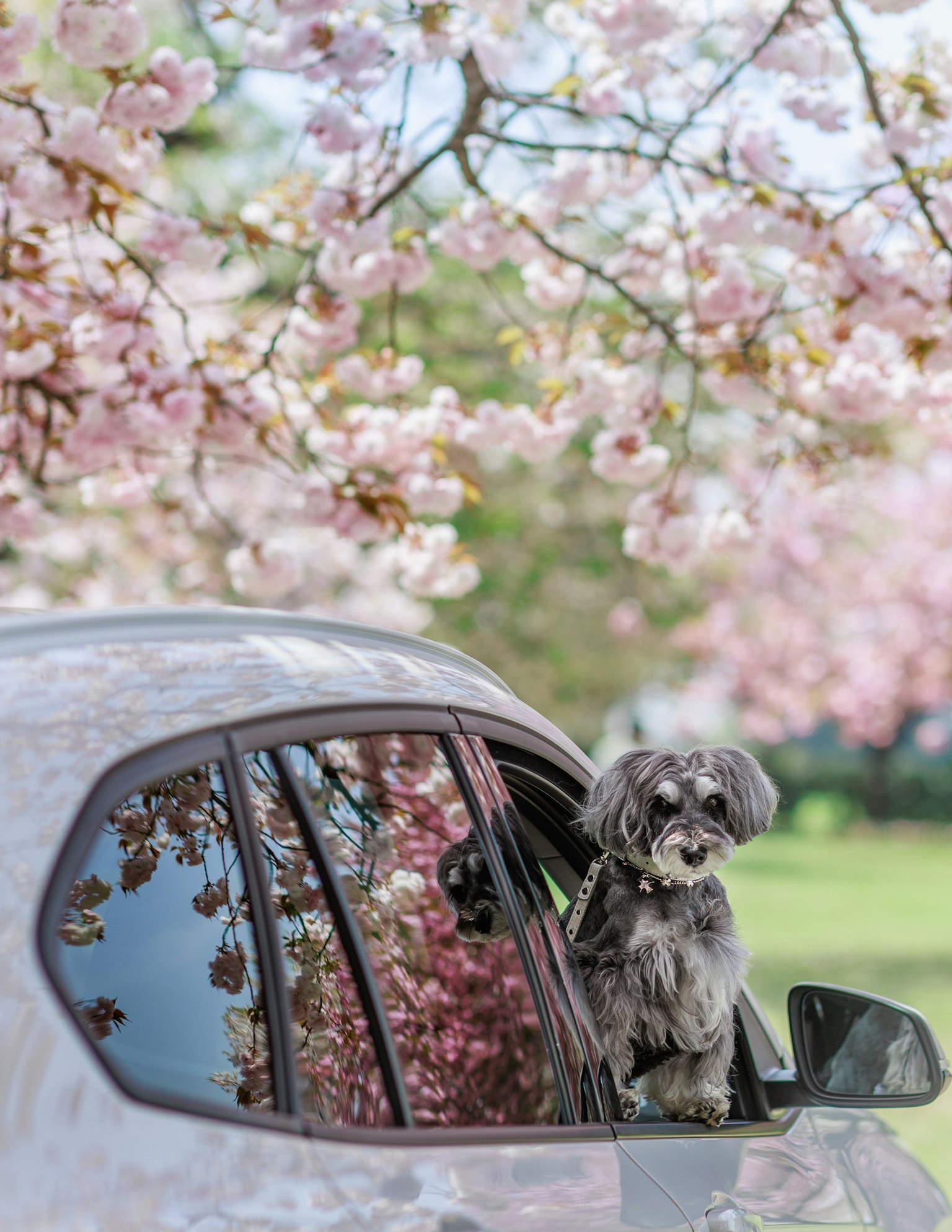 Anjing melihat keluar dari jendela mobil dengan bunga sakura yang mekar