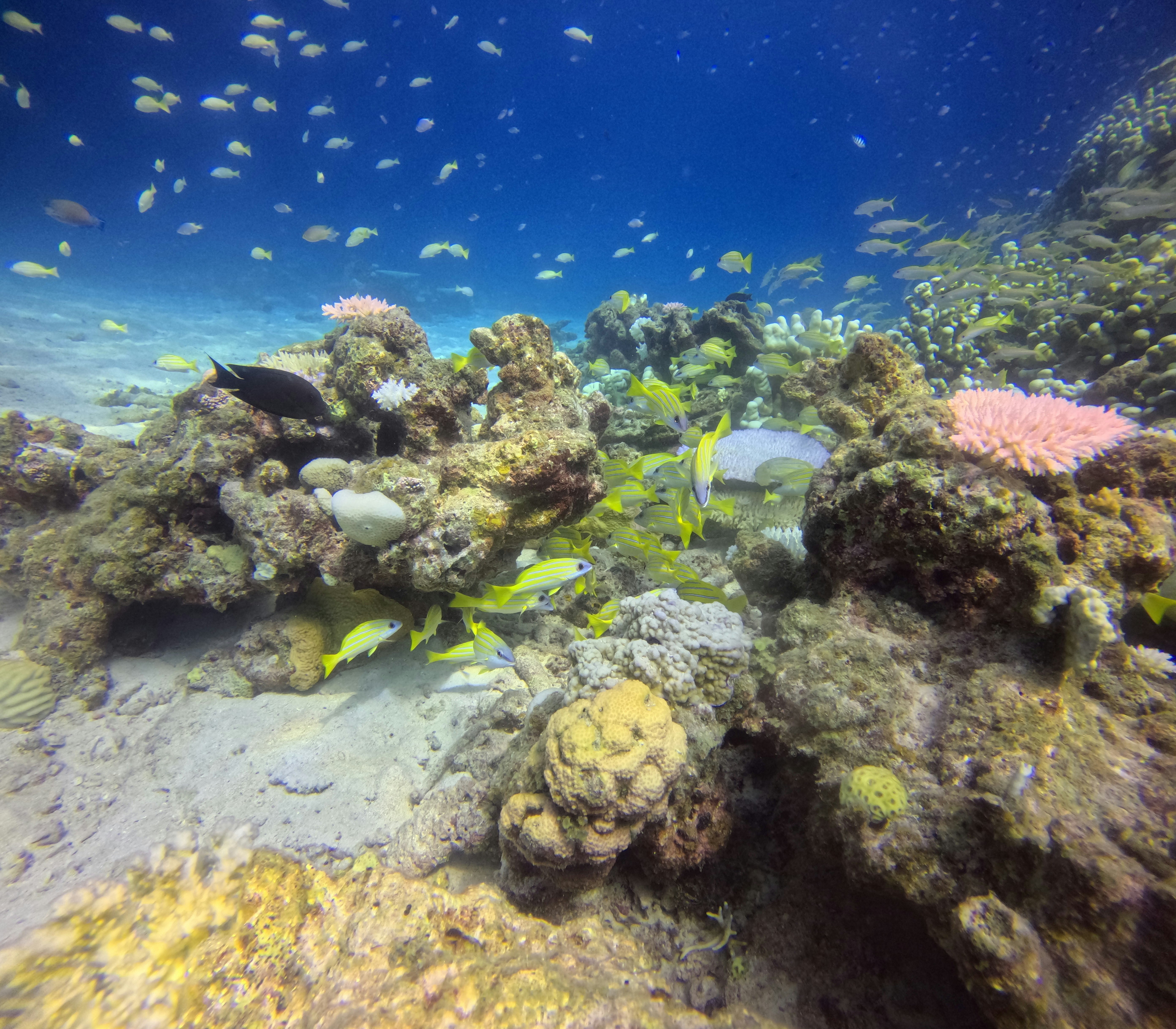 珊瑚礁の海中で群れる魚と光が差し込む夏の水景