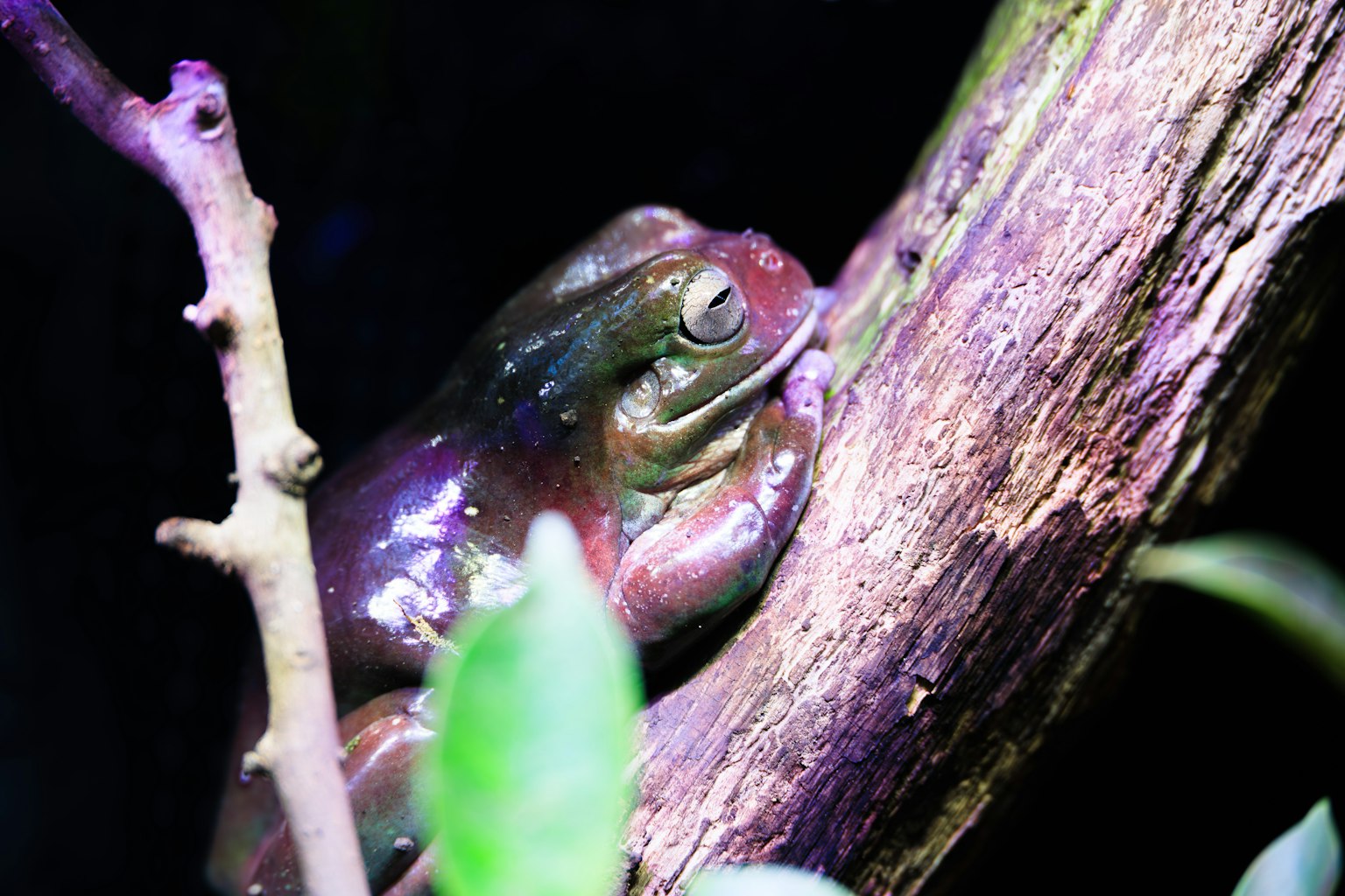 Une grenouille reposant sur un tronc d'arbre illuminé par une lumière violette
