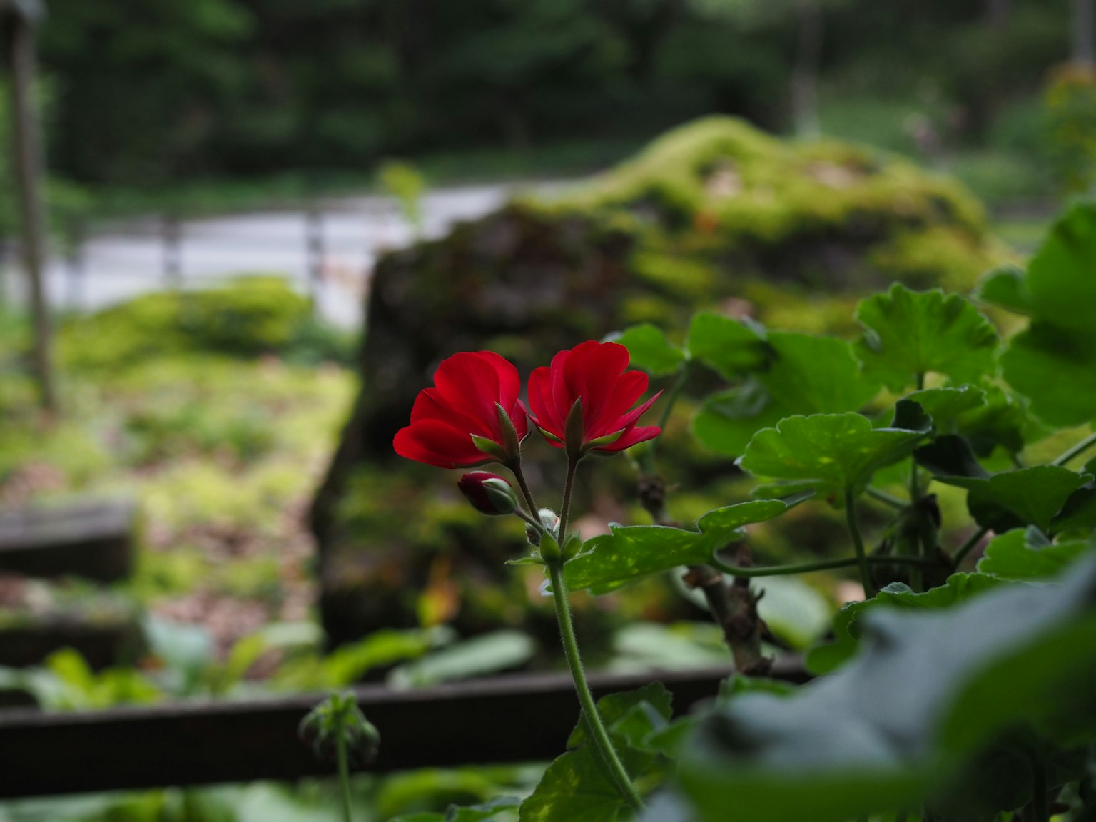 Une fleur rouge épanouie parmi des feuilles vertes dans un paysage luxuriant