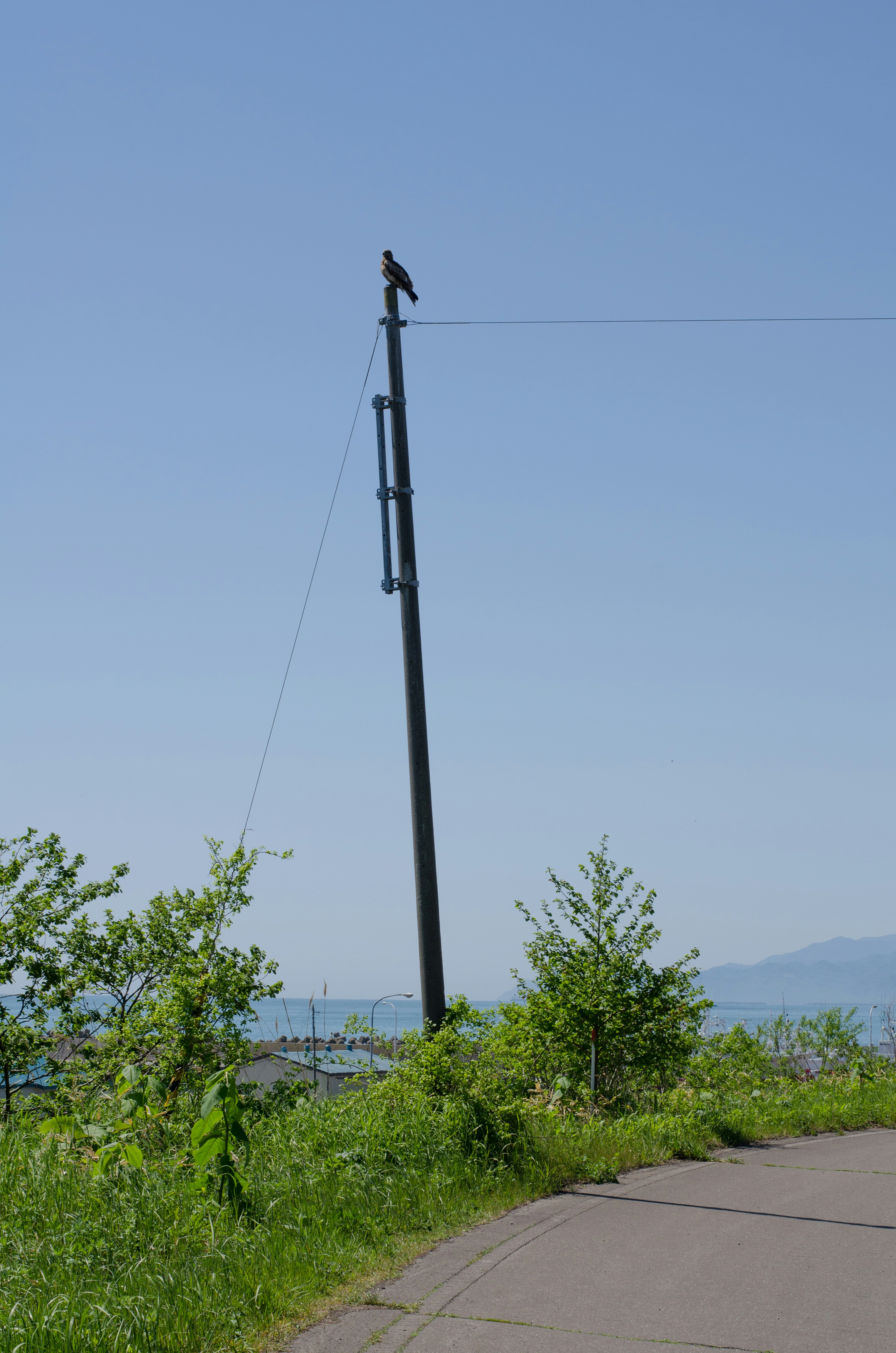 草むらの脇の道路と電柱、遠くに山並み
