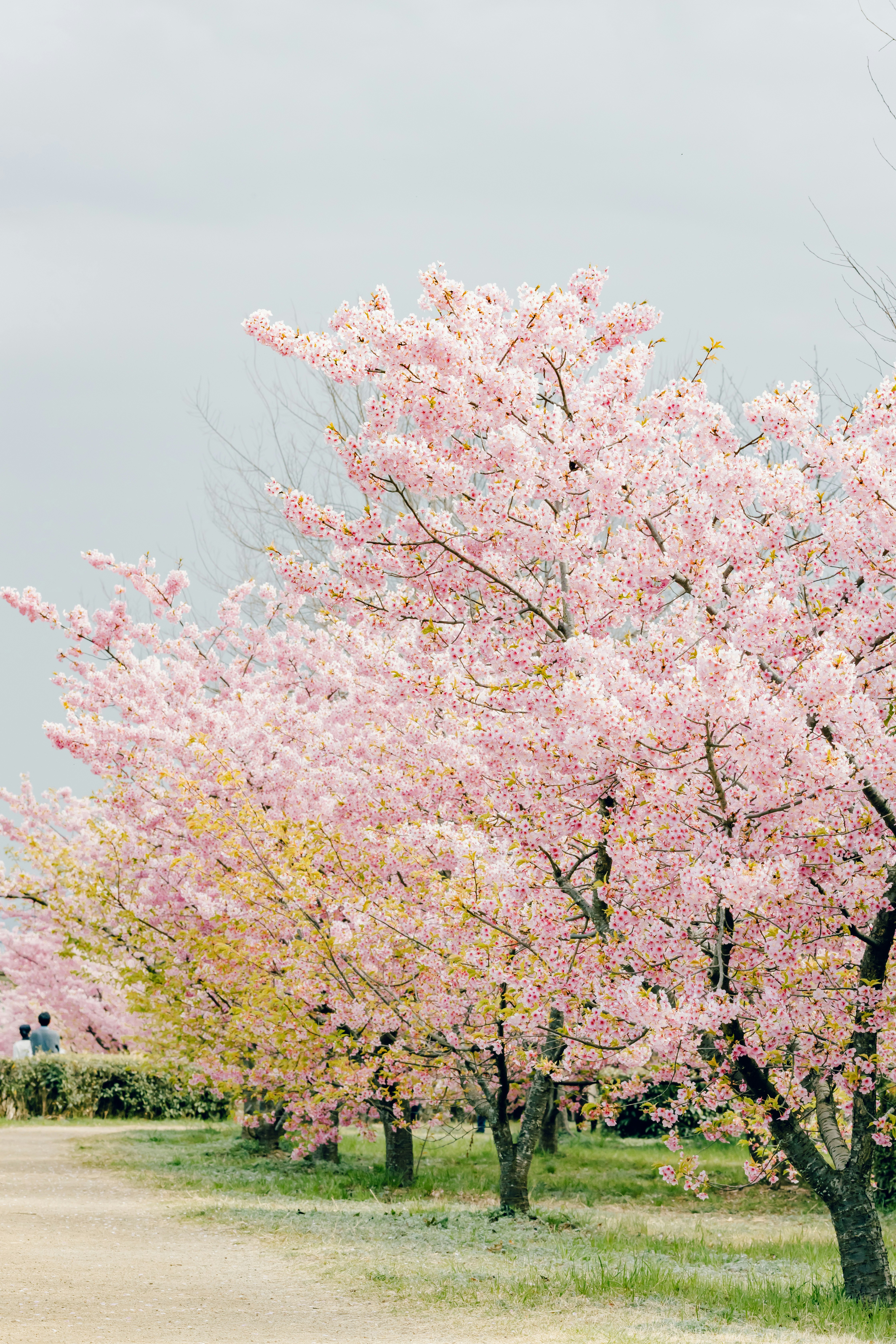 河津桜の並木と春の小道