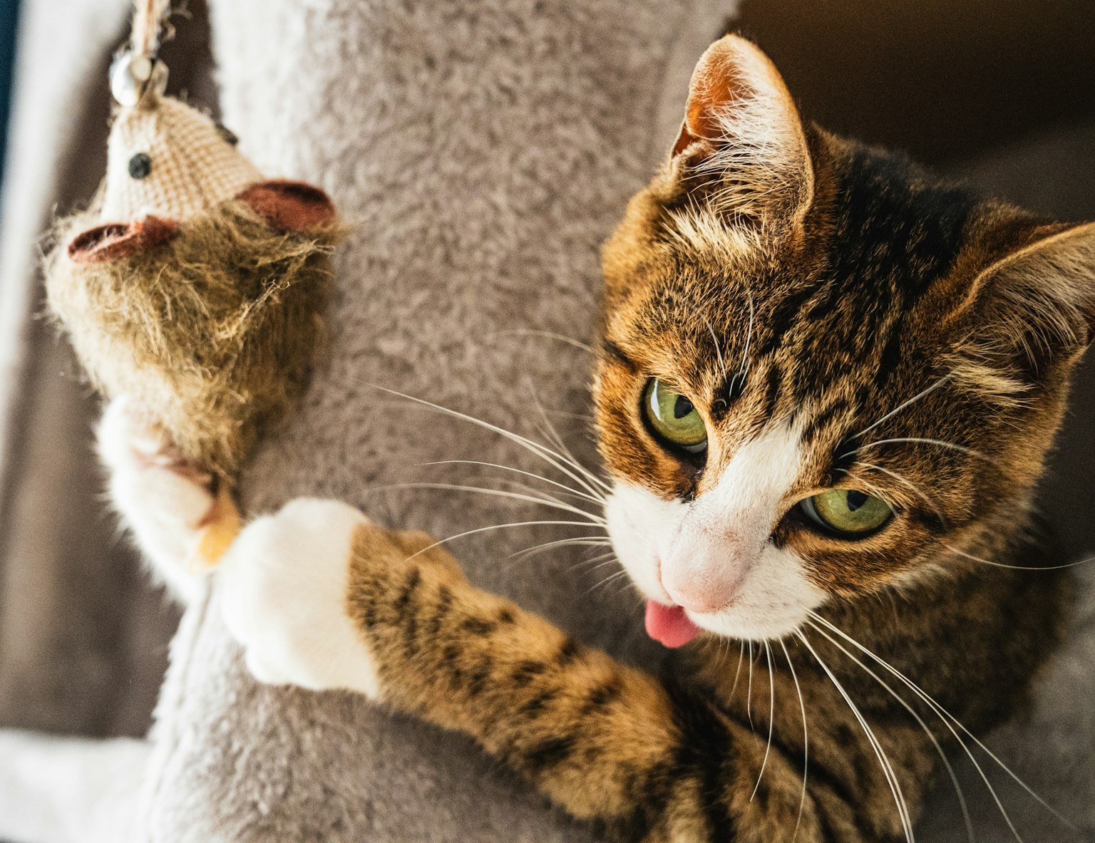 一只虎斑猫在猫塔上玩玩具，伸出舌头
