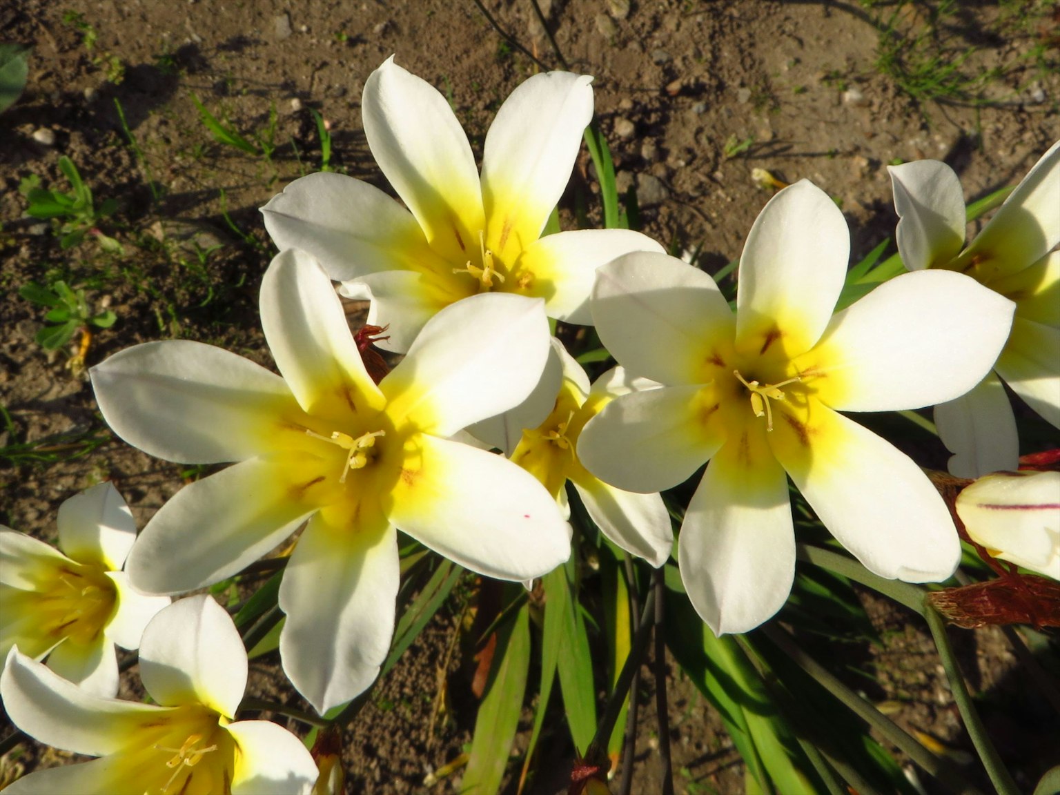 Groupe de fleurs blanches avec des centres jaunes