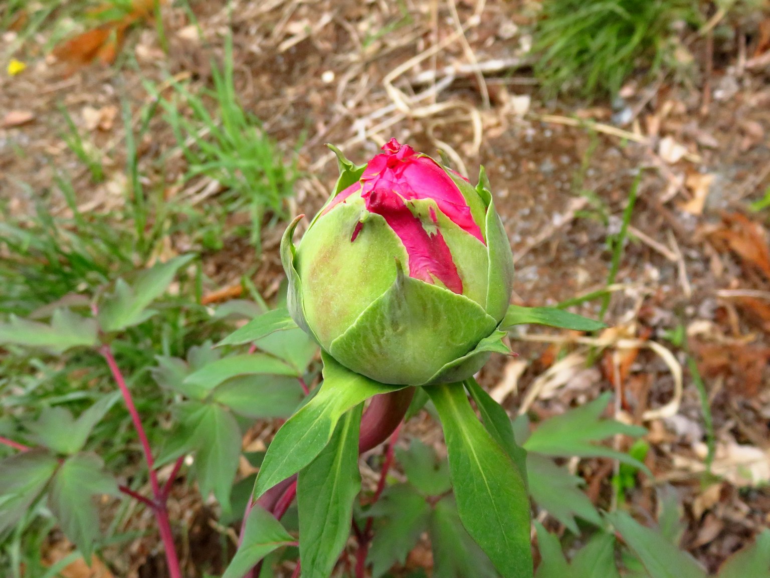 Immagine di un bocciolo di rosa circondato da foglie verdi