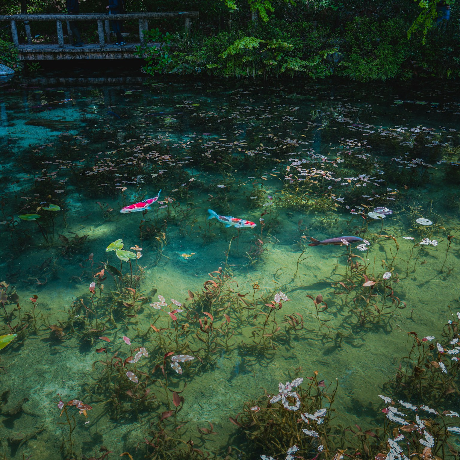 Ikan berwarna-warni berenang di air jernih dengan tanaman akuatik
