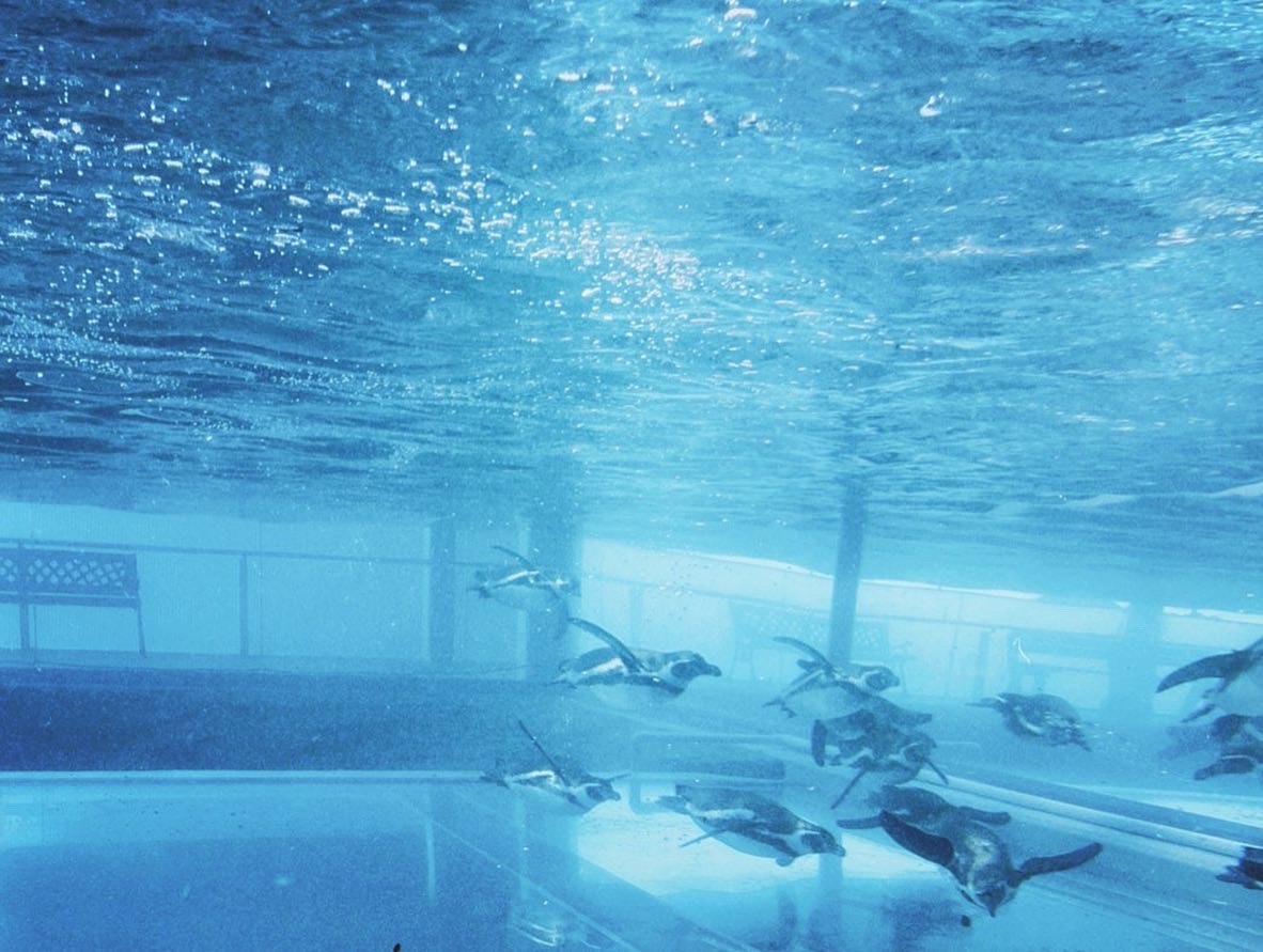 banco di pesci sott’acqua con luce blu vicino alla superficie