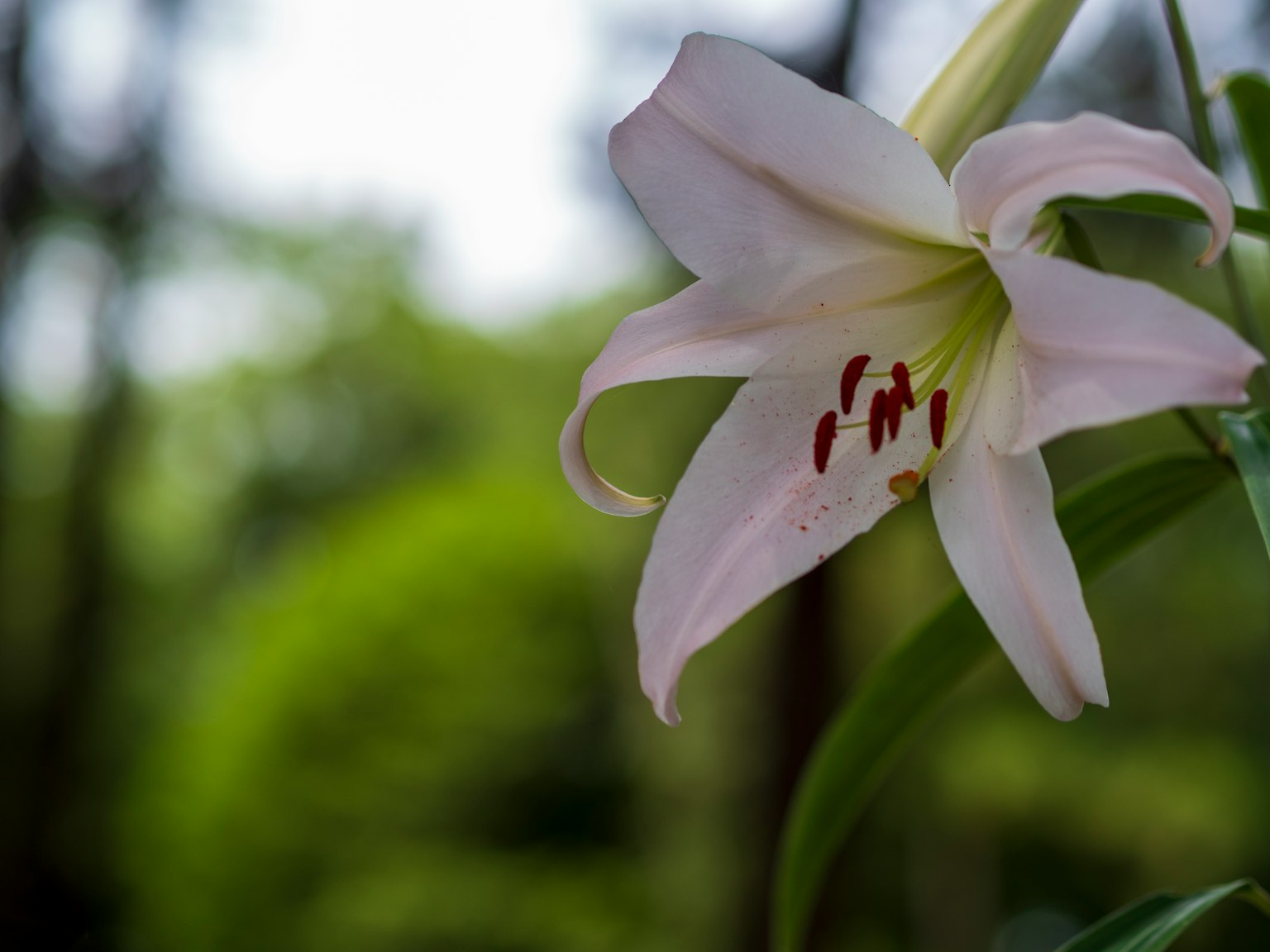 Un fiore di giglio bianco con stami rossi su uno sfondo verde