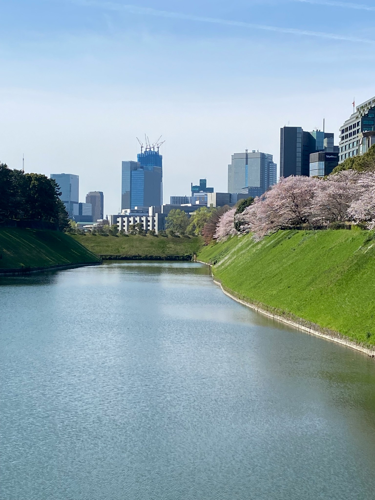 Scenic view of cherry blossoms and Tokyo skyscrapers