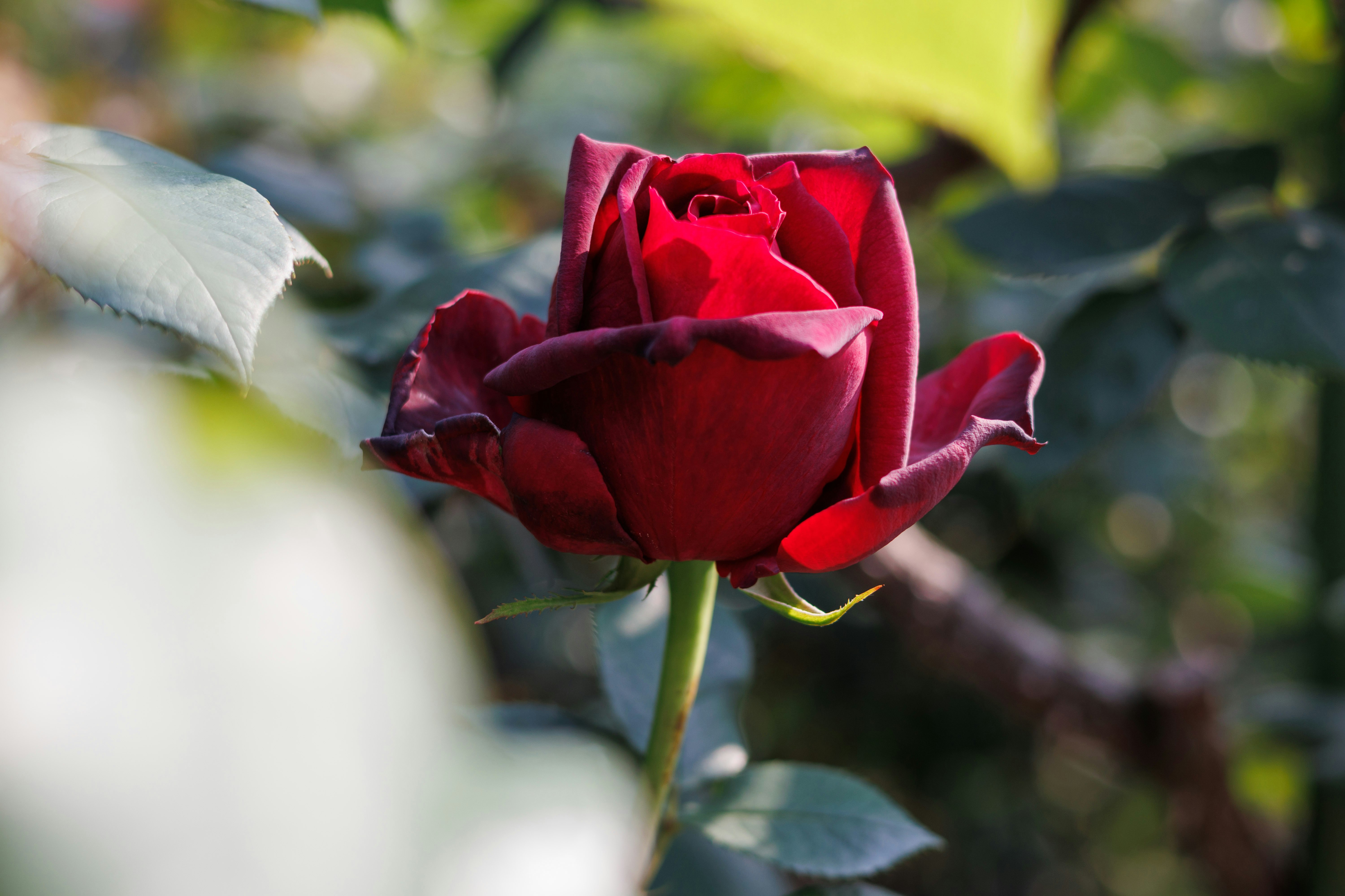 赤いバラの花のクローズアップ