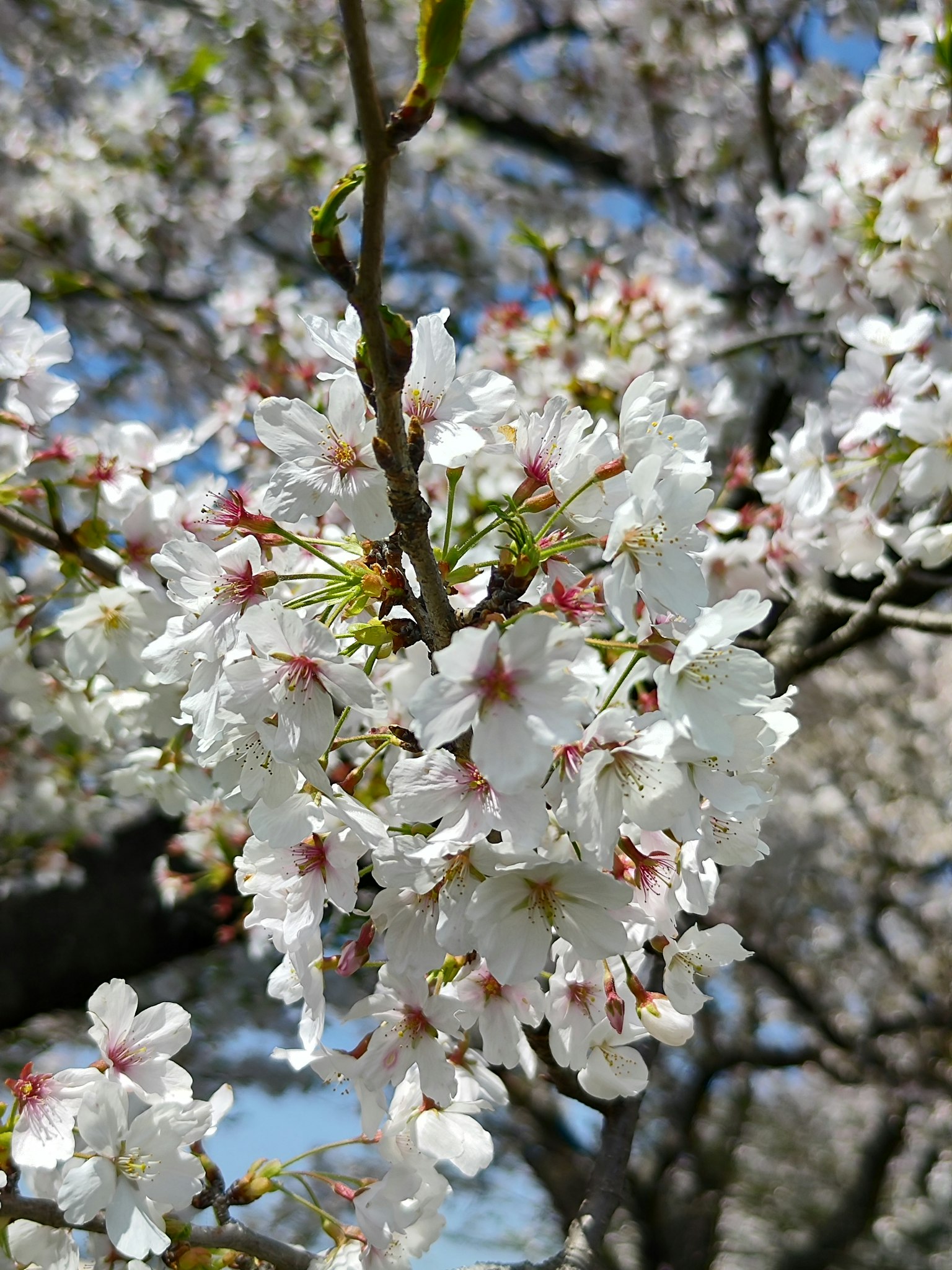 櫻花樹枝特寫，白色花瓣和粉色花蕊