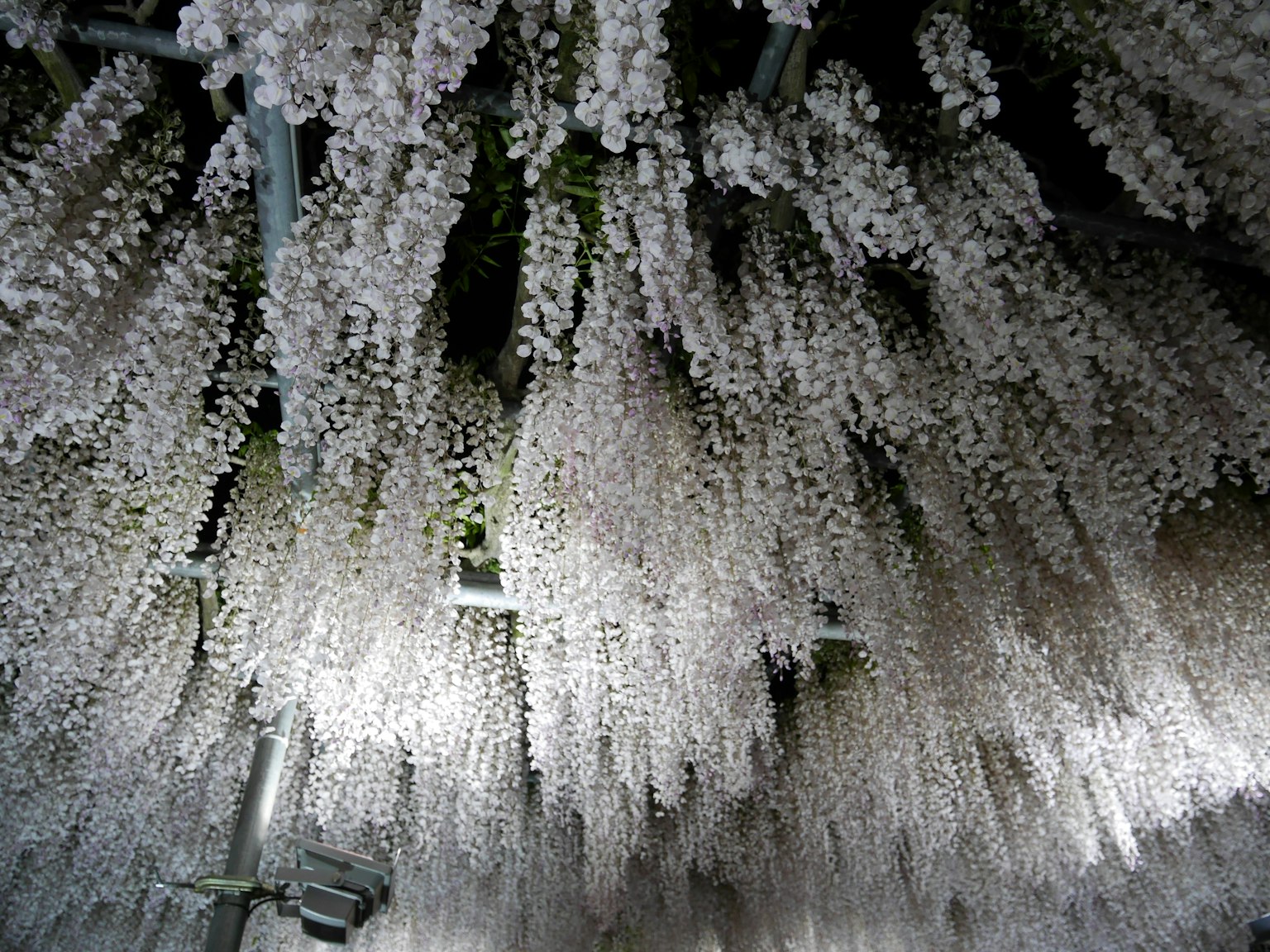 Hermosa escena de flores blancas en cascada