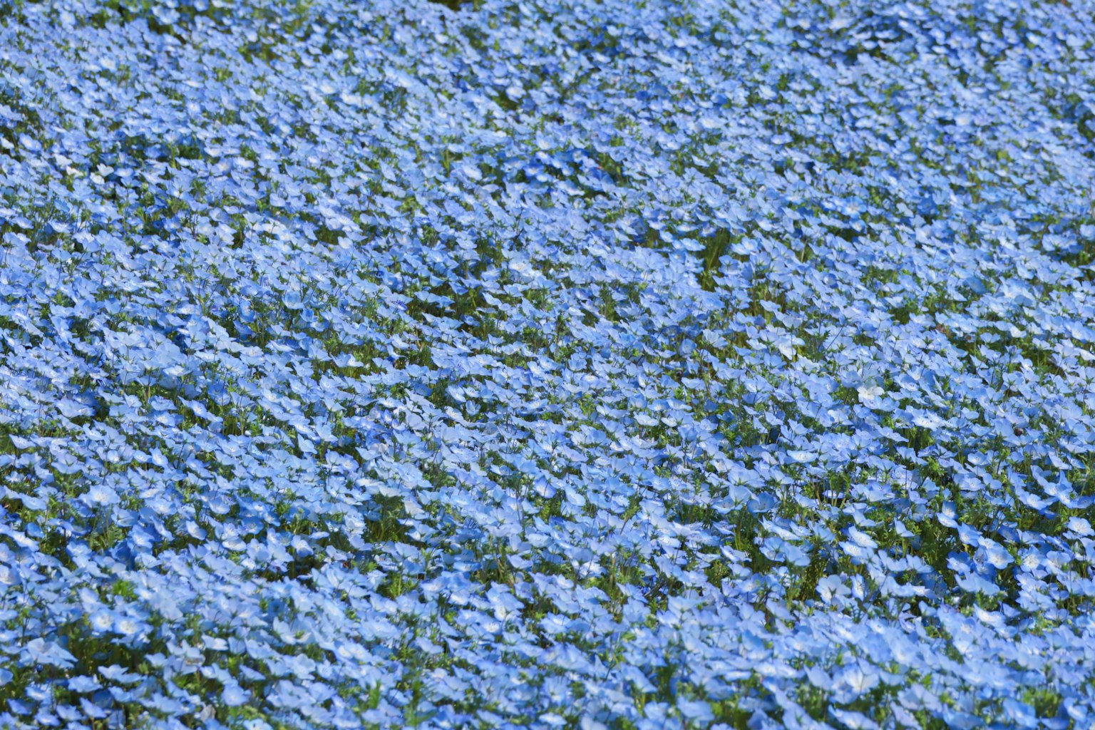 Eine schöne Landschaft mit blühenden blauen Blumen