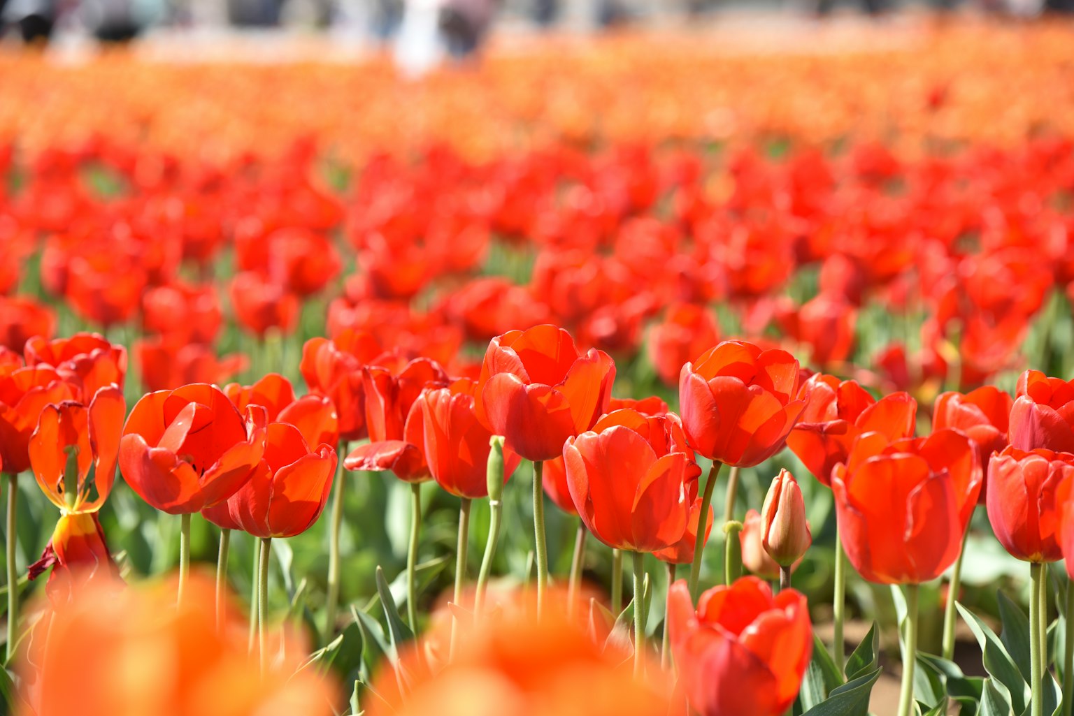 Champ de tulipes rouges en pleine floraison