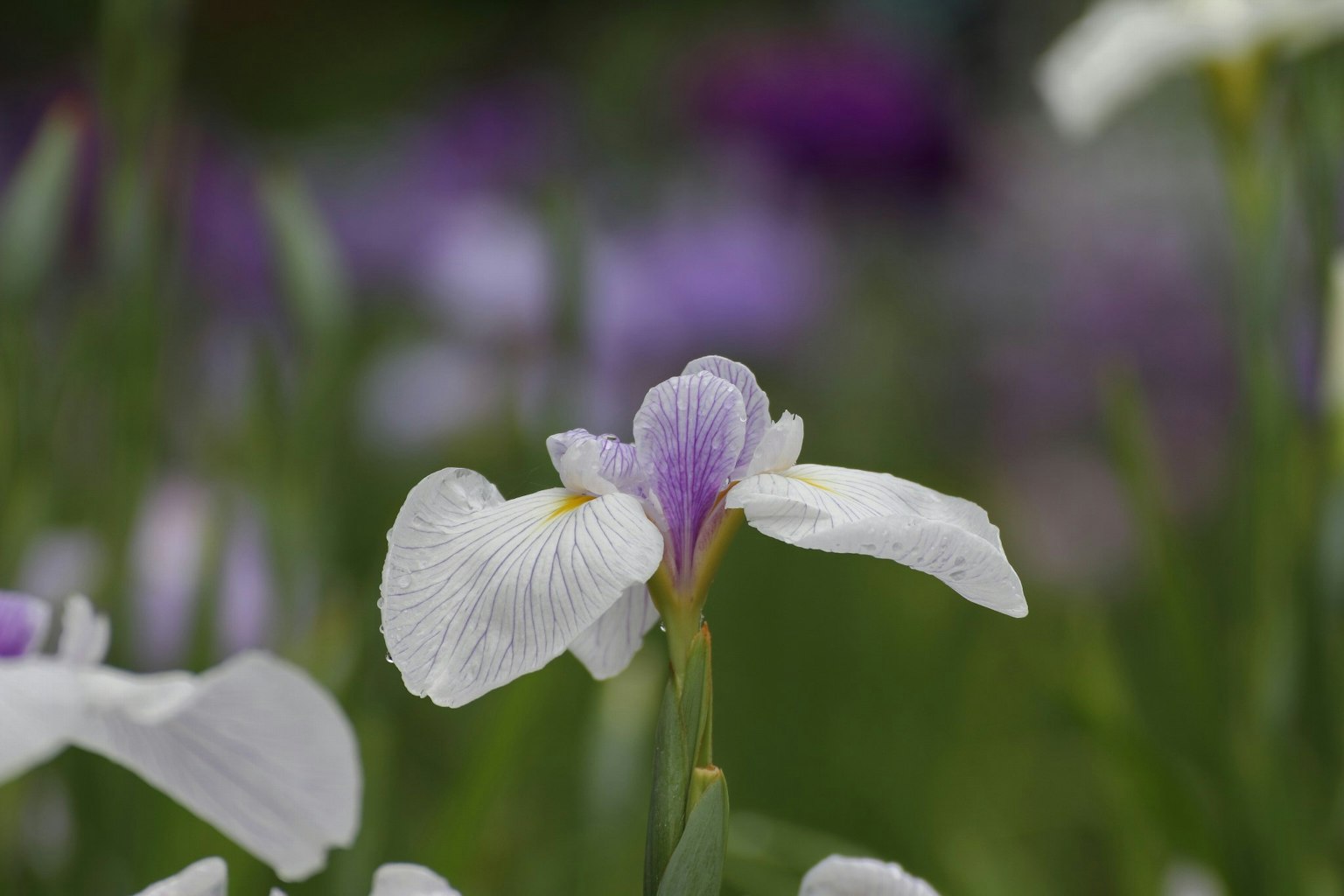 一朵白色鸢尾花与紫色背景的美丽照片